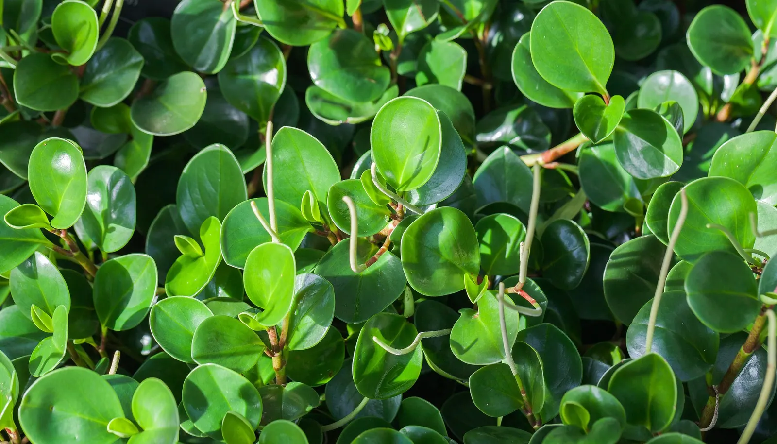 Spice is Nice™ Baby Rubber Plant (Peperomia obtusifolia) — The effect is refined but friendly—lush