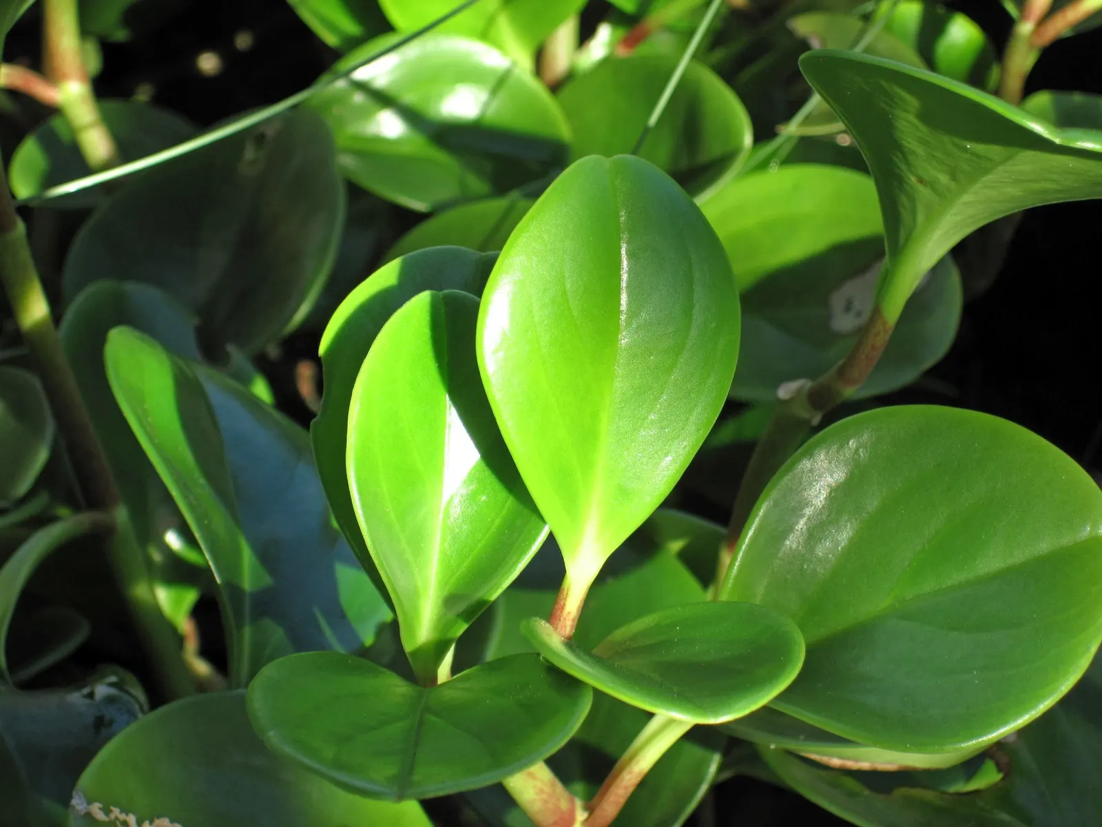 Spice is Nice™ Baby Rubber Plant (Peperomia obtusifolia) — It matures at 6-12 inches tall and wide, staying tidy in small pots