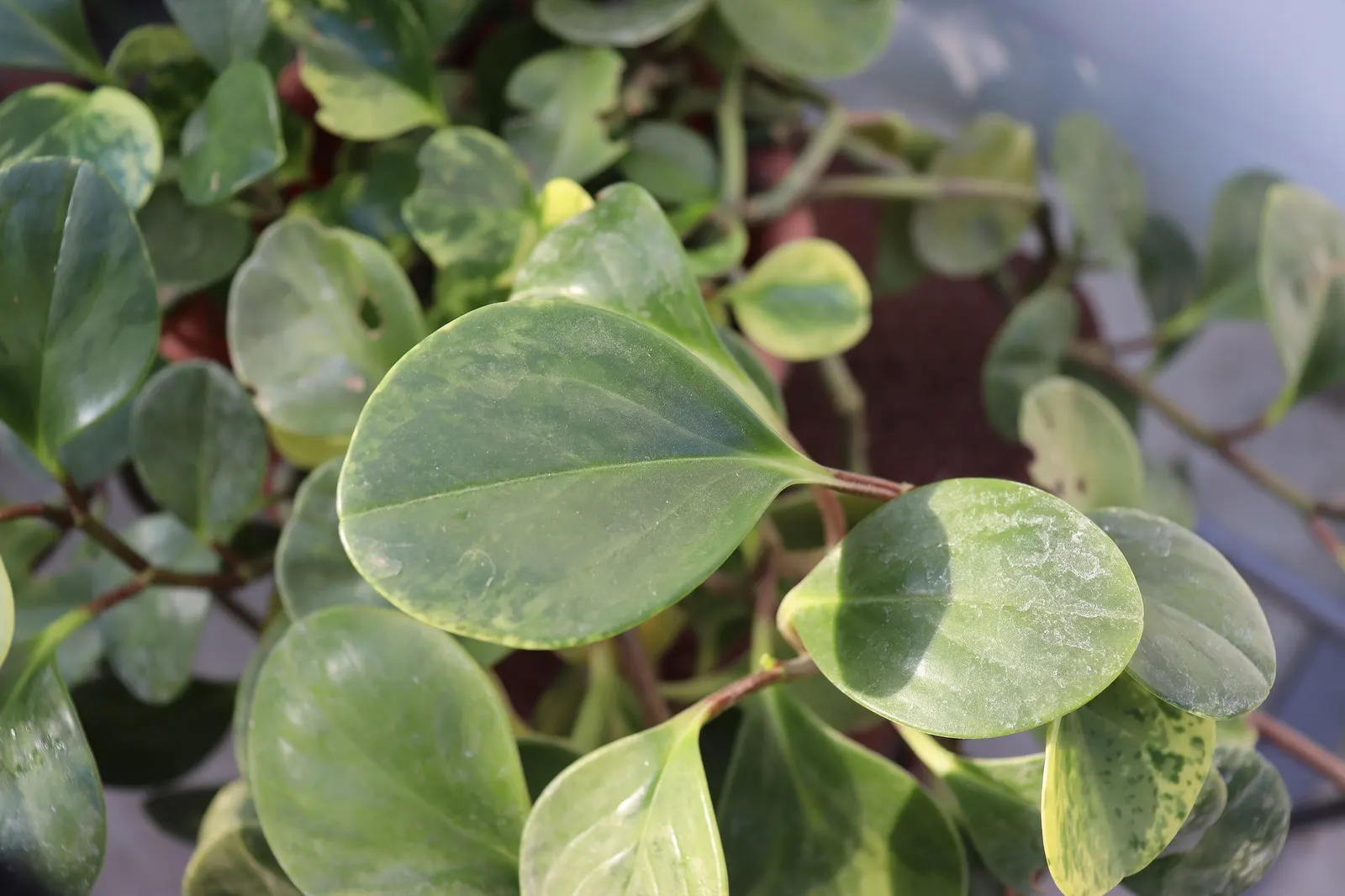 Spice is Nice™ Baby Rubber Plant (Peperomia obtusifolia) — succulent-like leaves in a glossy emerald green