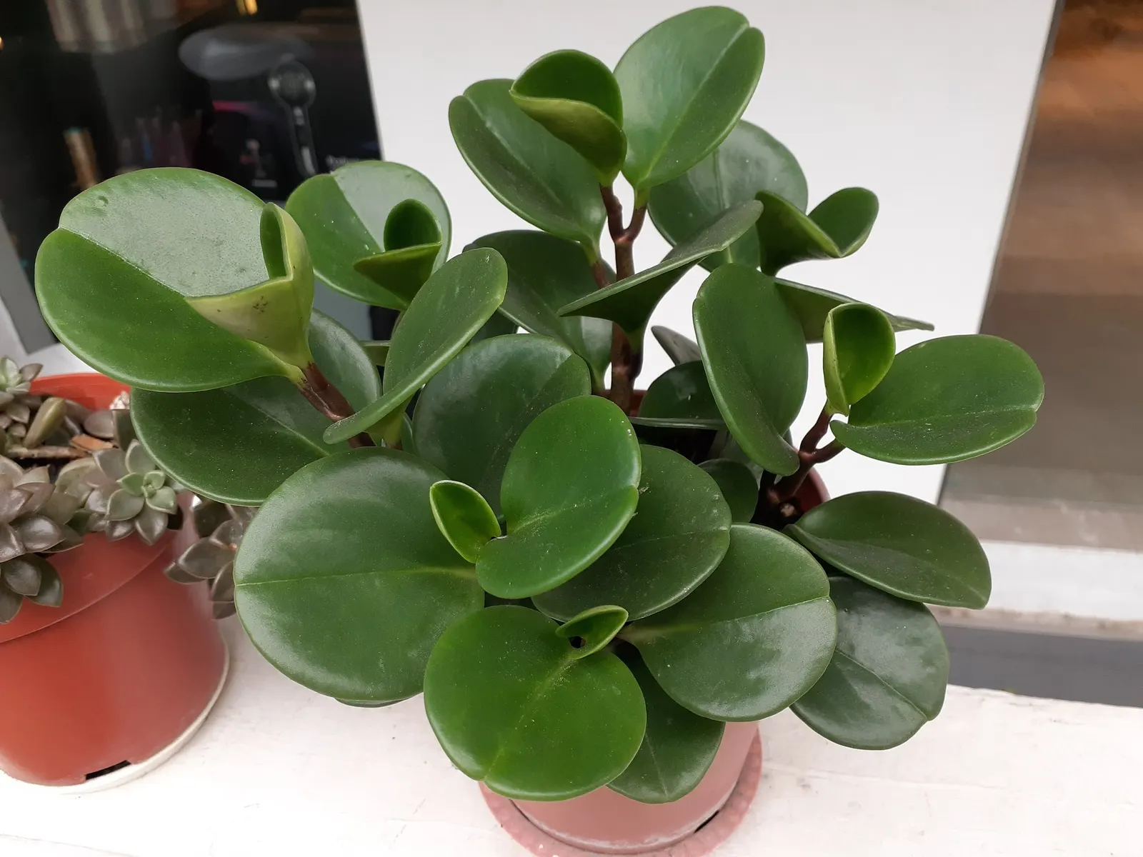 Spice is Nice™ Baby Rubber Plant (Peperomia obtusifolia) — Part of the Proven Winners® collection