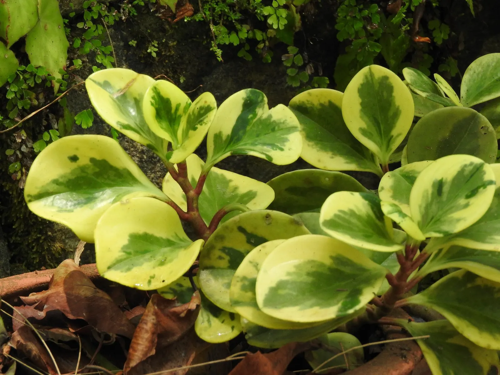 Spice is Nice™ Baby Rubber Plant (Peperomia obtusifolia) — The Peperomia obtusifolia Spice is Nice™