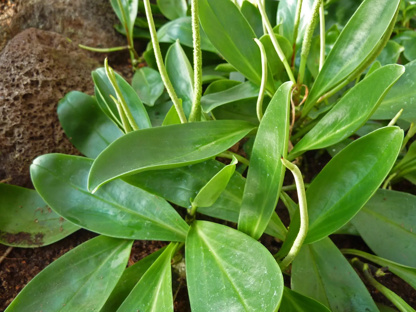 Spice is Nice™ Baby Rubber Plant (Peperomia obtusifolia) — Outdoors only in frost-free USDA Zones 10-12
