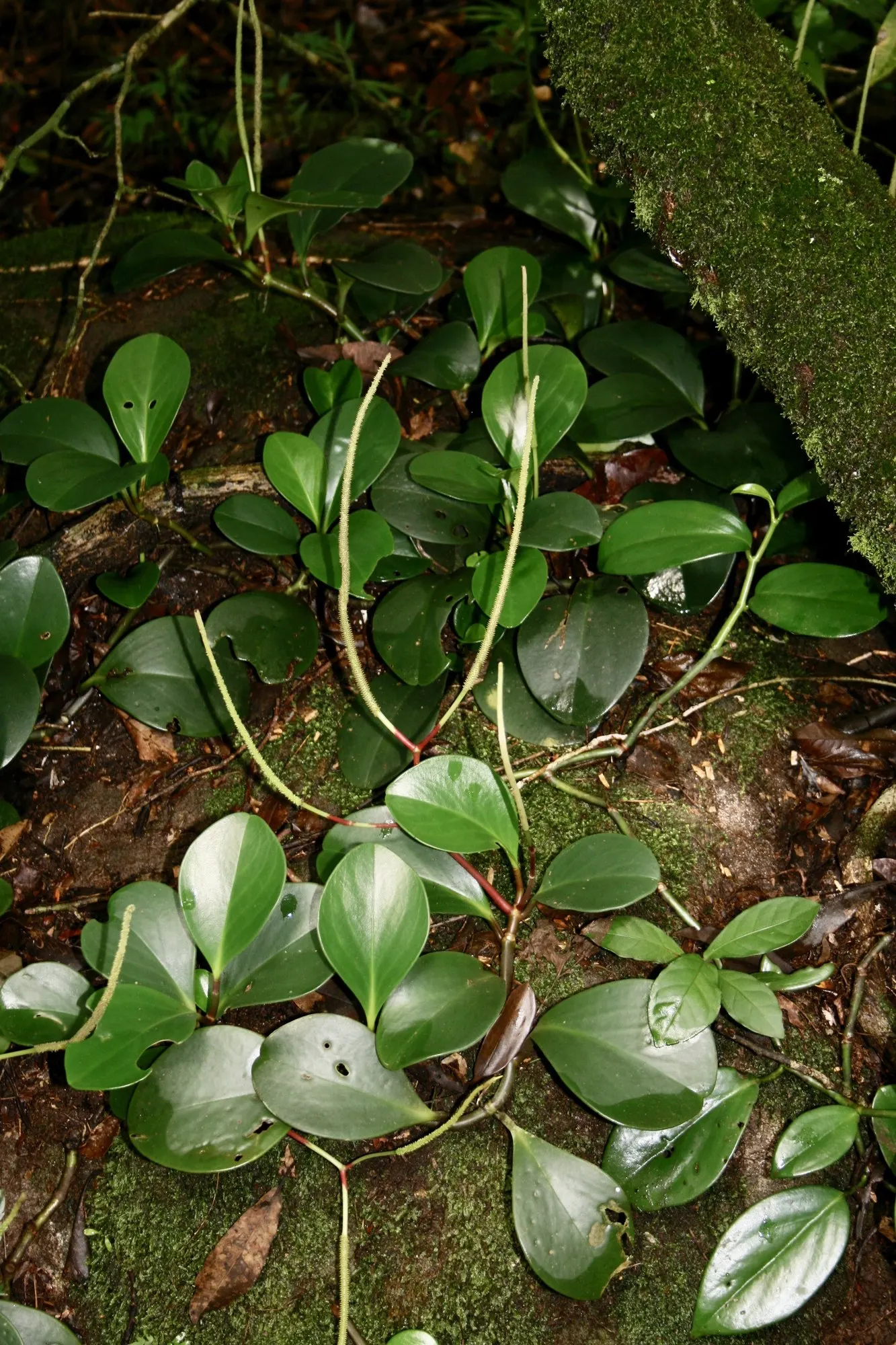 Spice is Nice™ Baby Rubber Plant (Peperomia obtusifolia) — It is grown primarily as an indoor plant
