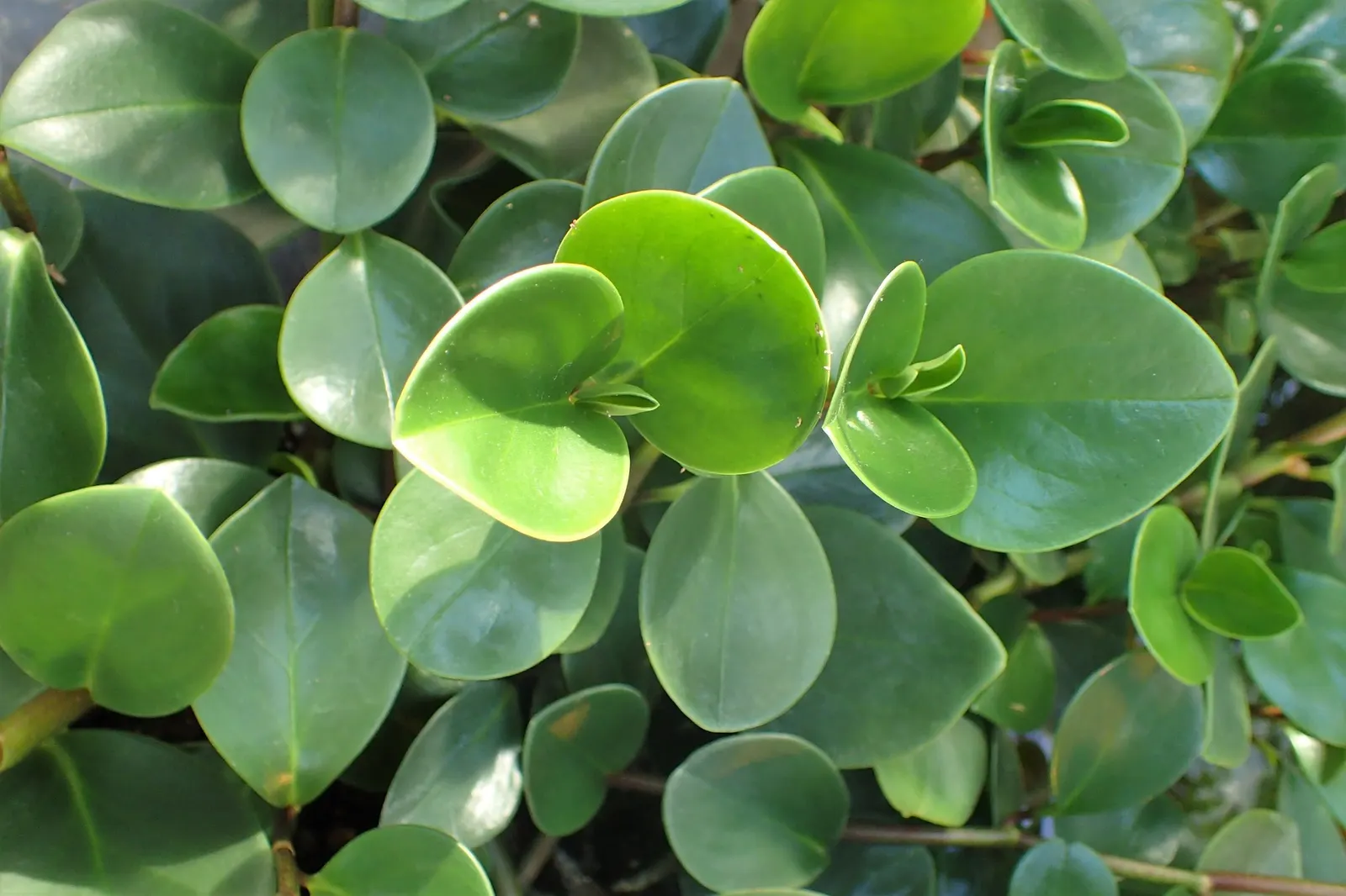 Spice is Nice™ Baby Rubber Plant (Peperomia obtusifolia) — typically reaching 6 to 12 inches tall with a similar spread