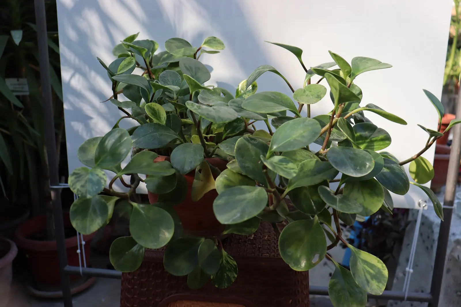 Spice is Nice™ Baby Rubber Plant (Peperomia obtusifolia) — held on cinnamon-colored stems that add a subtle spice-toned contrast