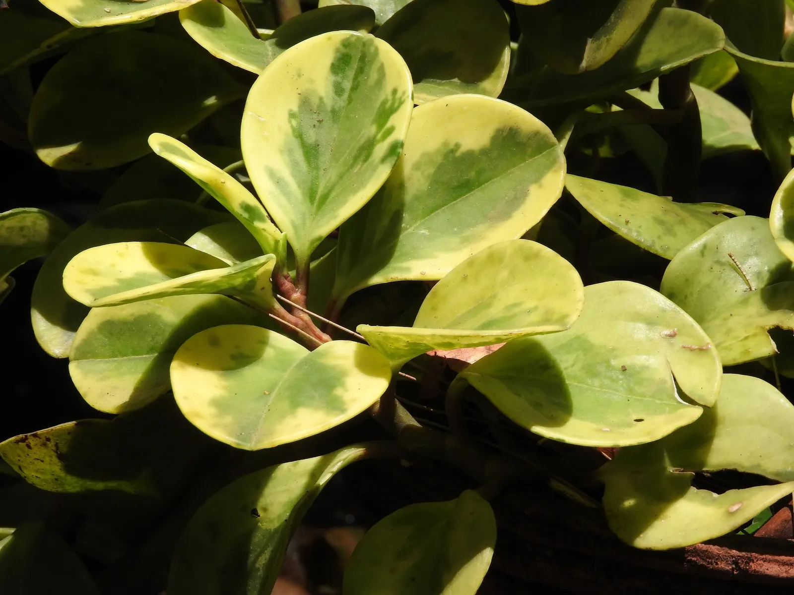 Spice is Nice™ Baby Rubber Plant (Peperomia obtusifolia) — Small white flower spikes may appear