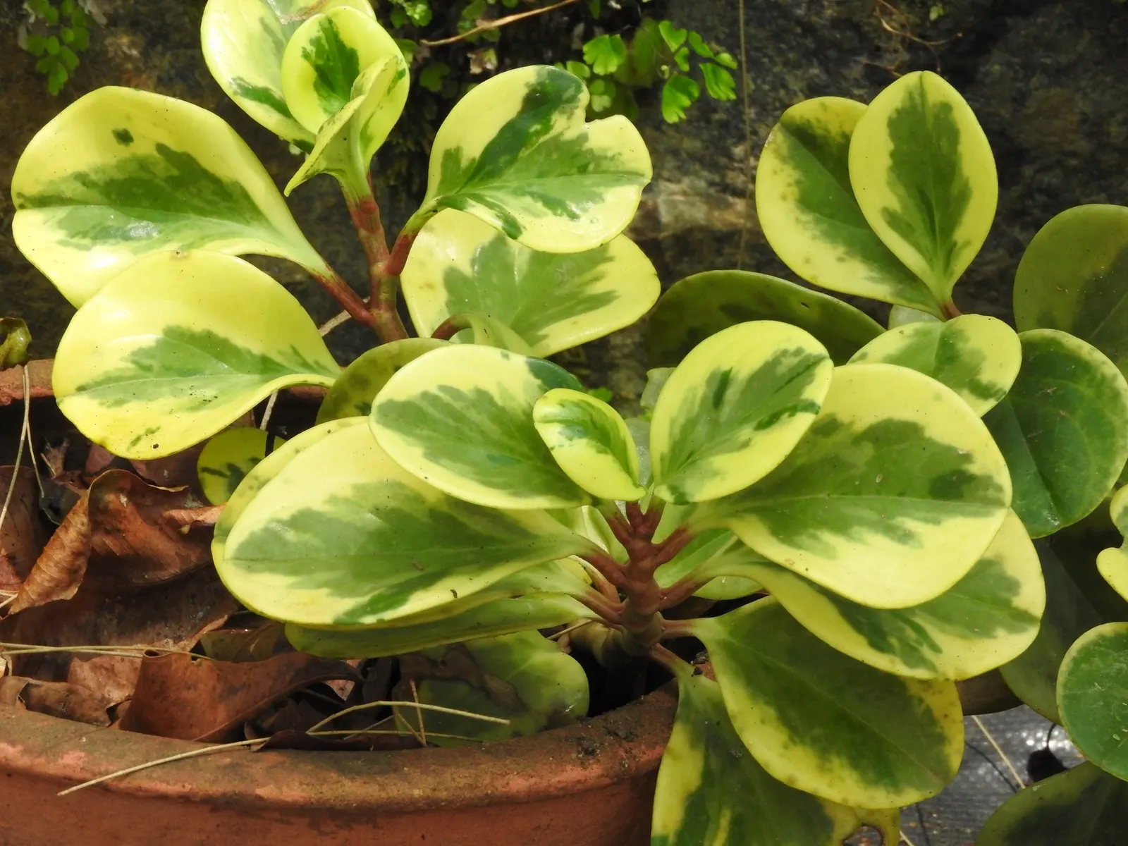 Spice is Nice™ Baby Rubber Plant (Peperomia obtusifolia) — commonly referred to as Spice is Nice™ Baby Rubber Plant
