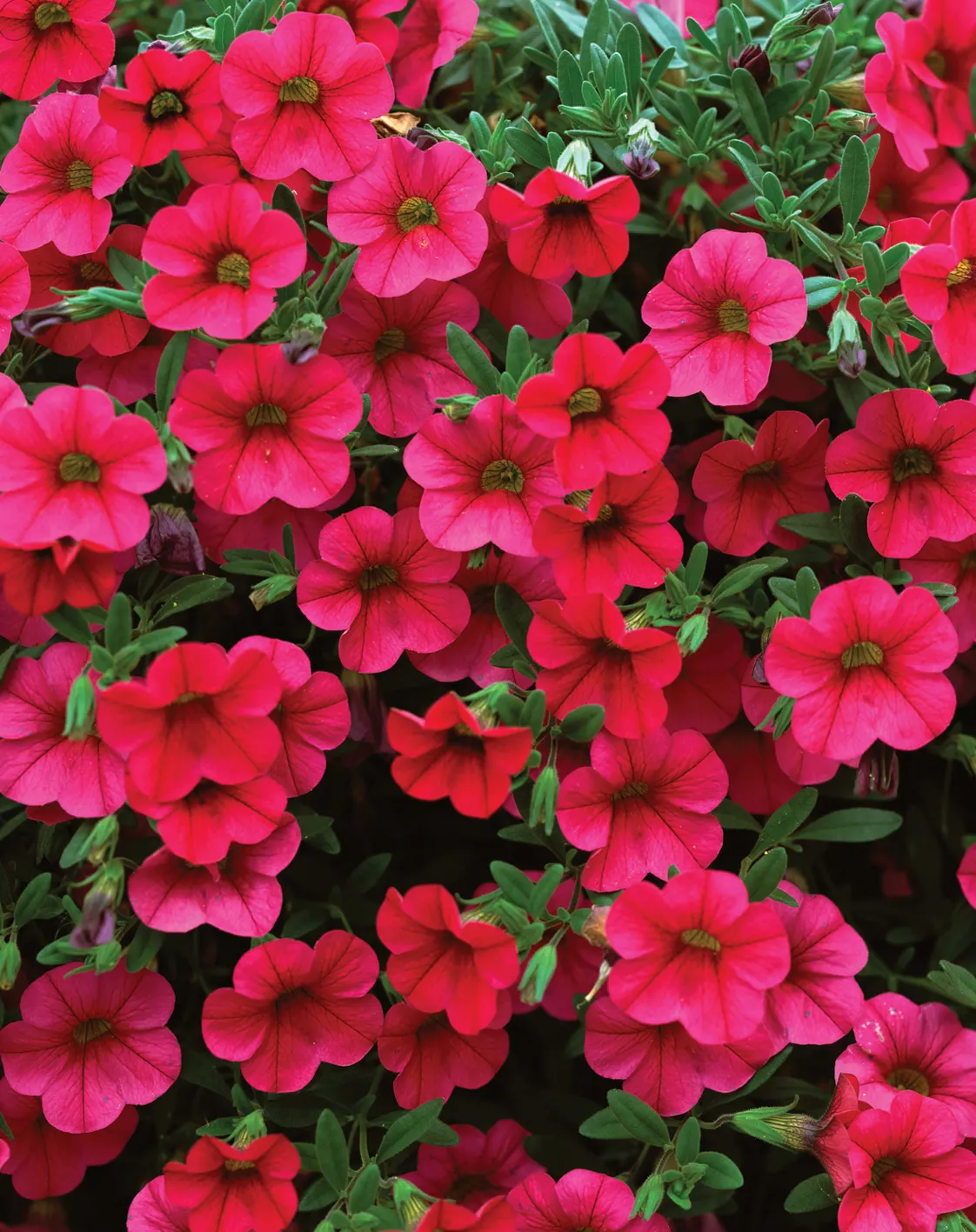 Million Bells® Trailing Magenta (Calibrachoa hybrid) — Calibrachoa 'Trailing Magenta' is a vibrant perennial featuring cascading stems adorned with petite