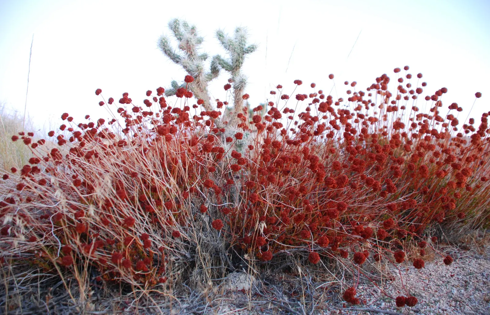California Buckwheat (Eriogonum Fasciculatum) — growing up to 0.5 inches across; in mass plantings for erosion control