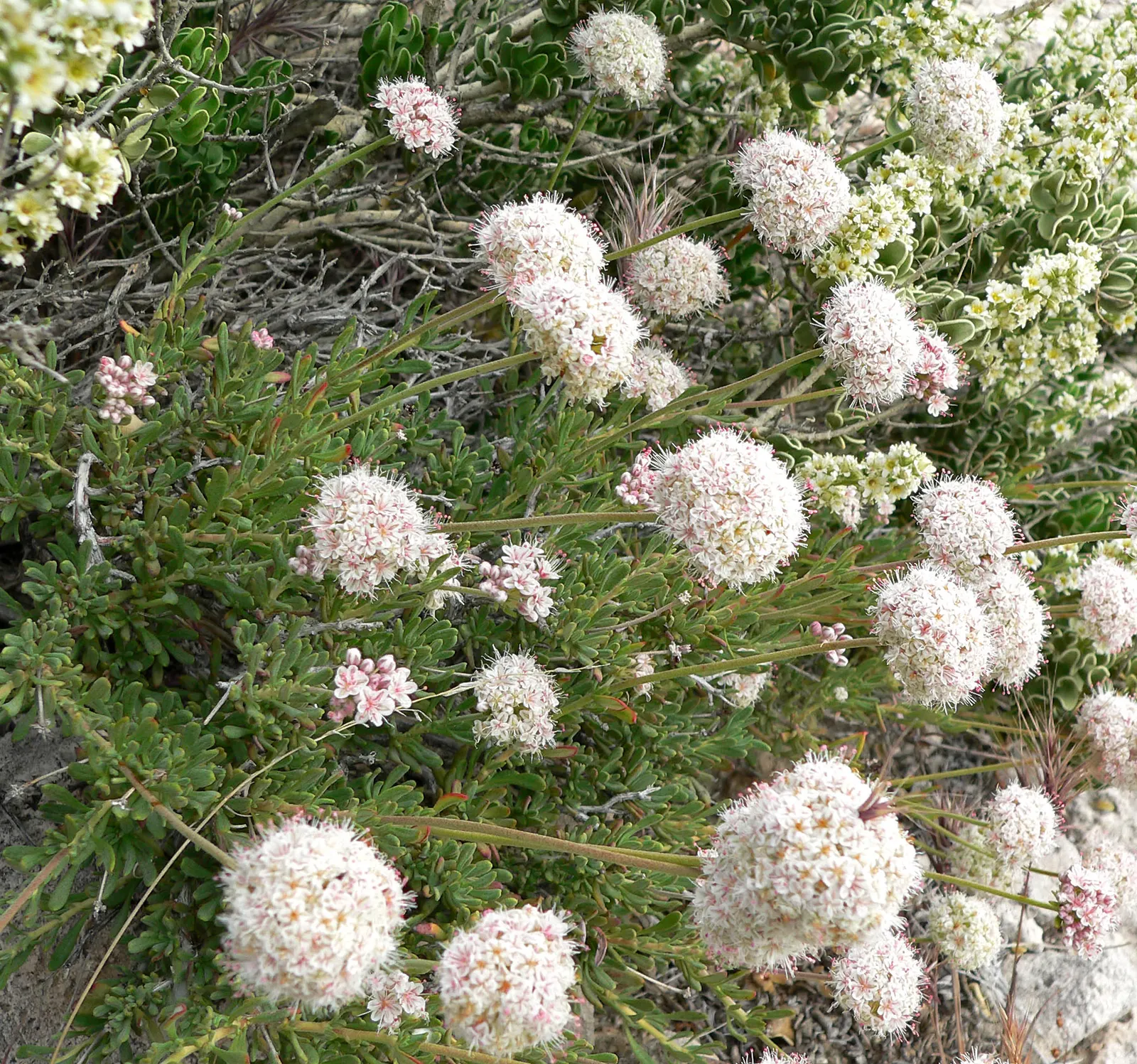 California Buckwheat (Eriogonum Fasciculatum) — shrub with pink and white blooms