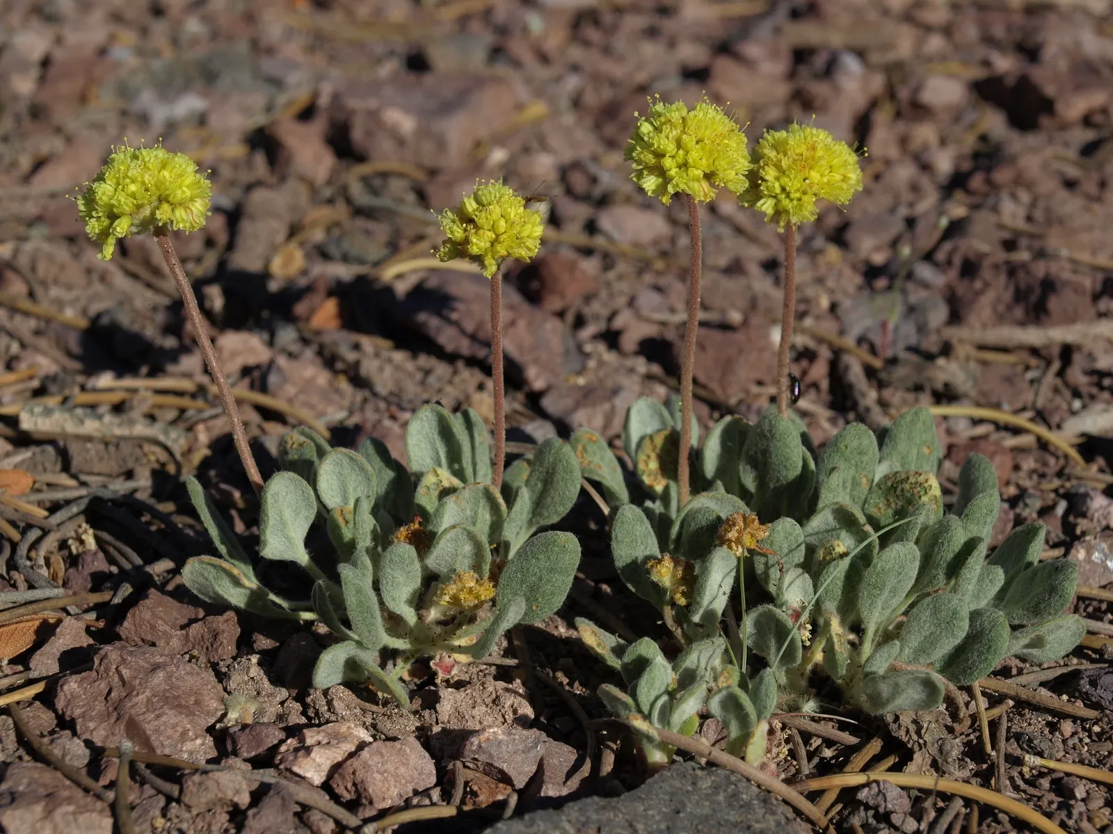 California Buckwheat (Eriogonum Fasciculatum) — It features clusters of white to pink flowers, which bloom from June to October, attracting, image 91