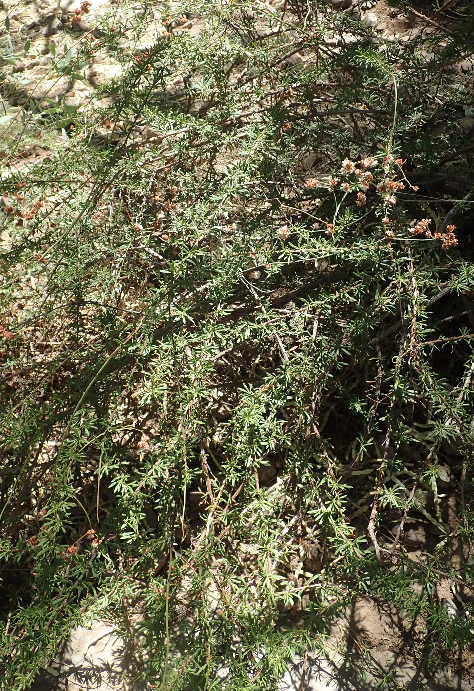 California Buckwheat (Eriogonum Fasciculatum) — drought-tolerant perennial establishes itself with ease; is a durable evergreen shrub, image 96