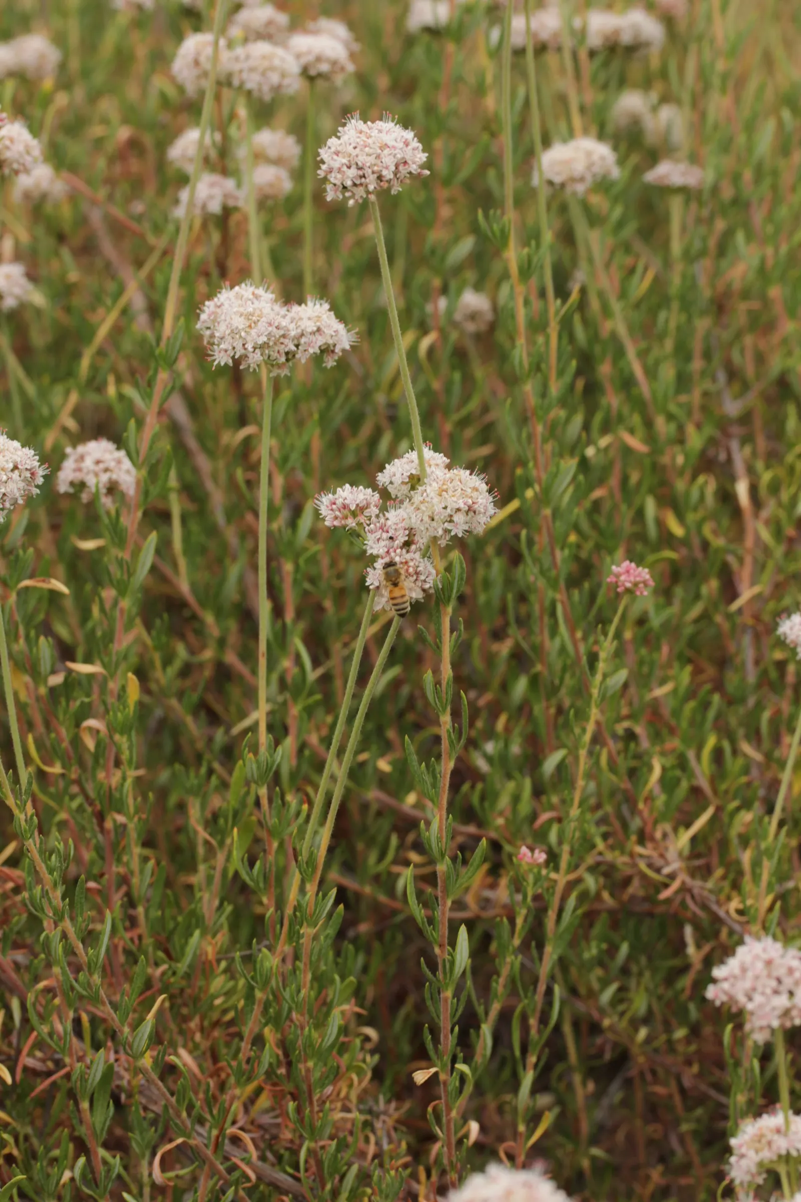 California Buckwheat (Eriogonum Fasciculatum) — It typically reaches 2-3 feet in height and spreads 4-5 feet; reaching heights of 2 to 4 feet and spreading as