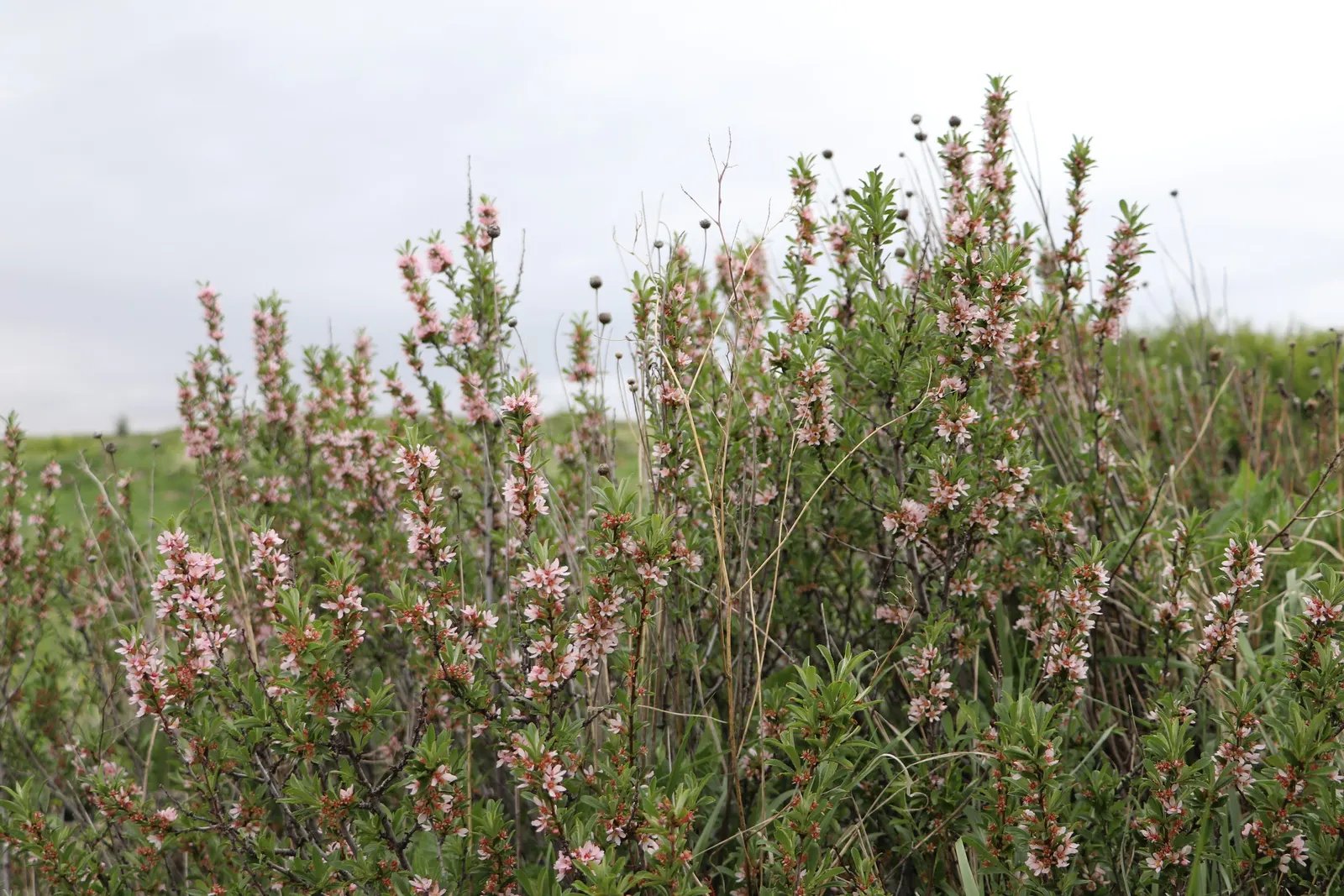 California Buckwheat (Eriogonum Fasciculatum) — It features clusters of white to pink flowers, which bloom from June to October, attracting pollinators; with