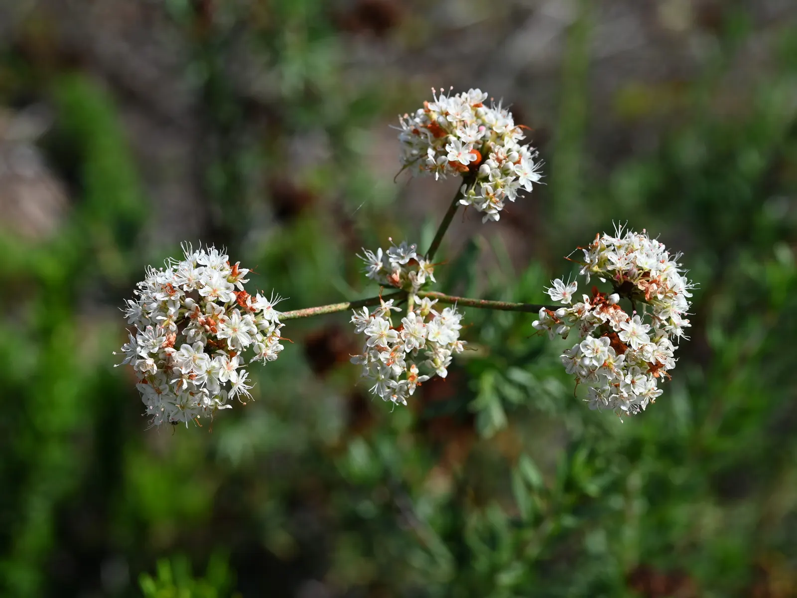 California Buckwheat (Eriogonum Fasciculatum) — shrub for full or half; california Buckwheat is an exceptional choice for creating a sustainable, image 116