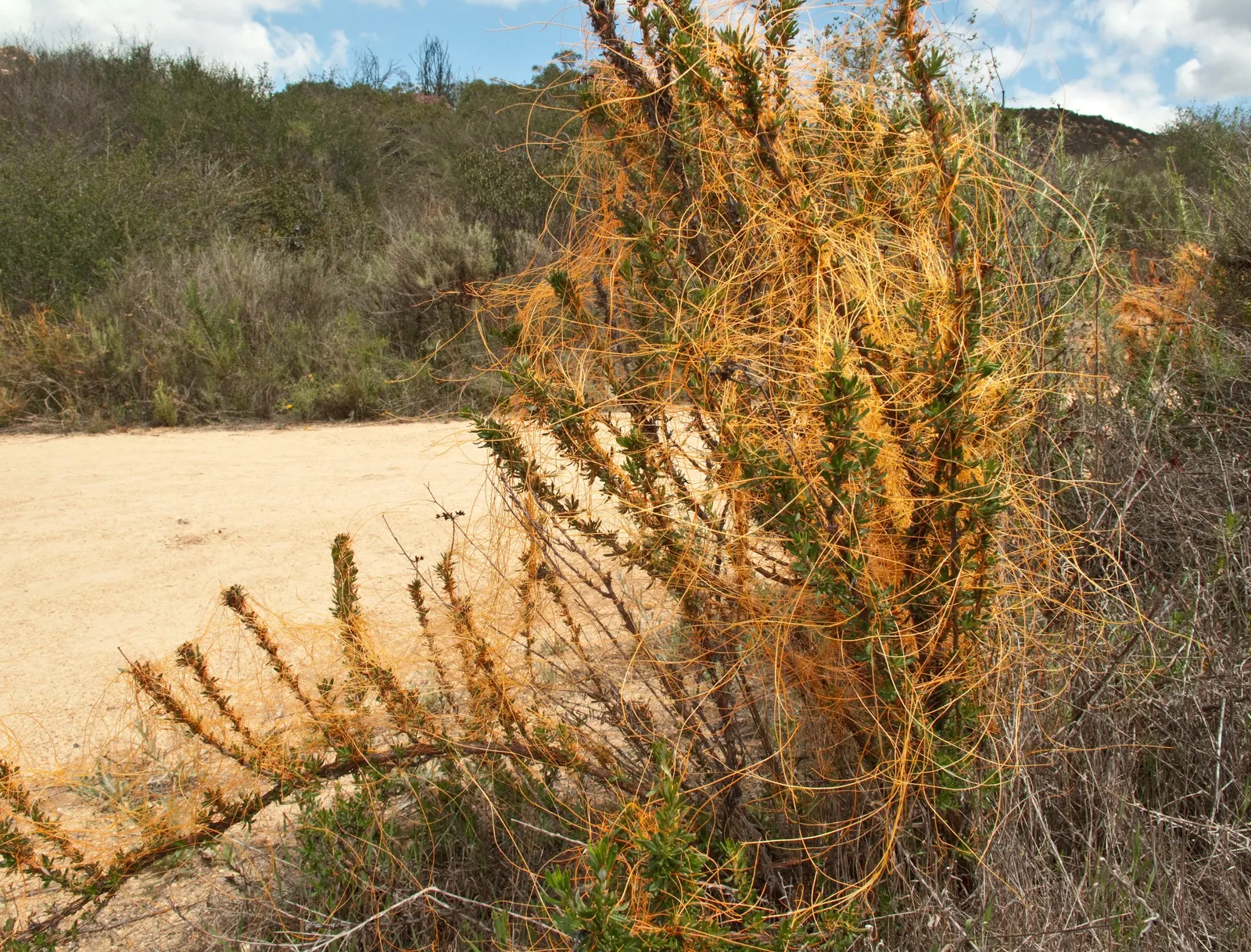 California Buckwheat (Eriogonum Fasciculatum) — growing up to 0.5 inches across; in mass plantings for erosion control, image 74