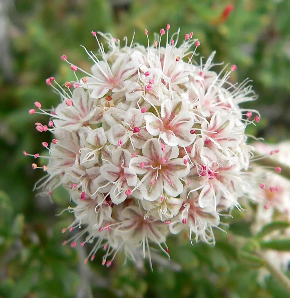 California Buckwheat (Eriogonum Fasciculatum) — thriving in USDA zones 7-10; and birds.<br><br>Preferring full sun exposure and thriving in, image 90