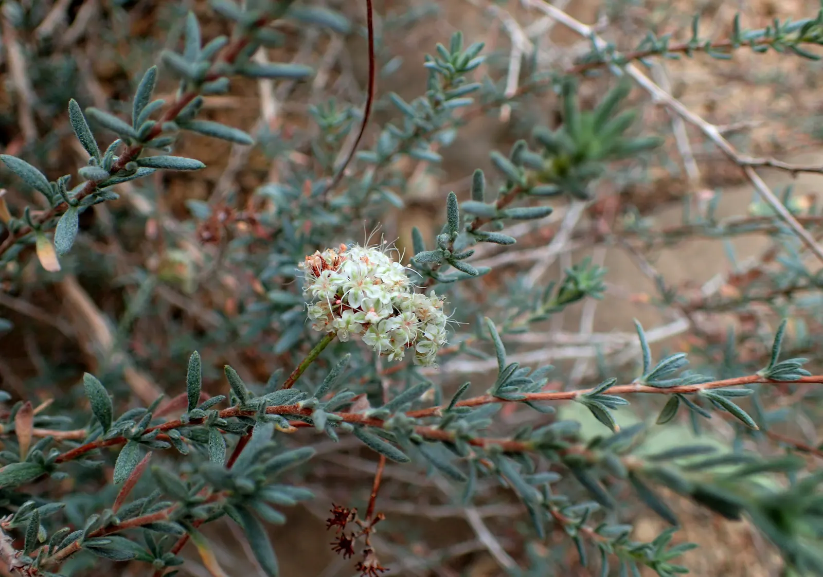California Buckwheat (Eriogonum Fasciculatum) — growing up to 0.5 inches across; in mass plantings for erosion control, image 103