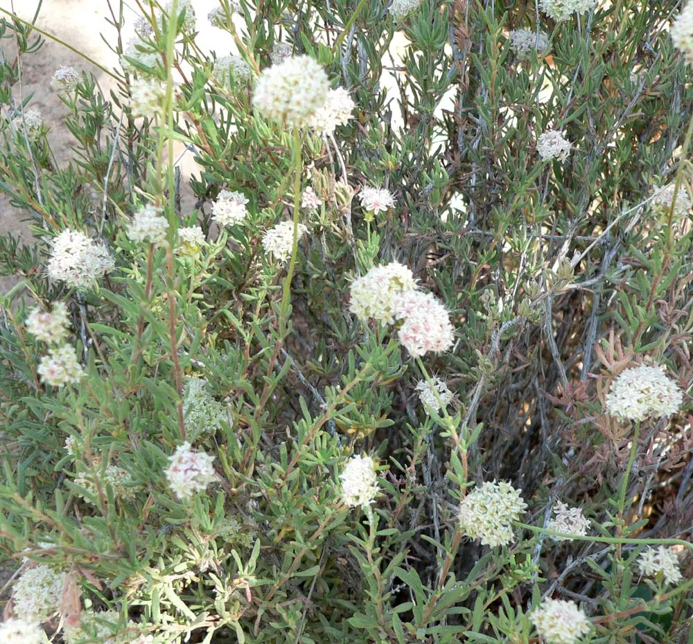 California Buckwheat (Eriogonum Fasciculatum) — shrub for full or half