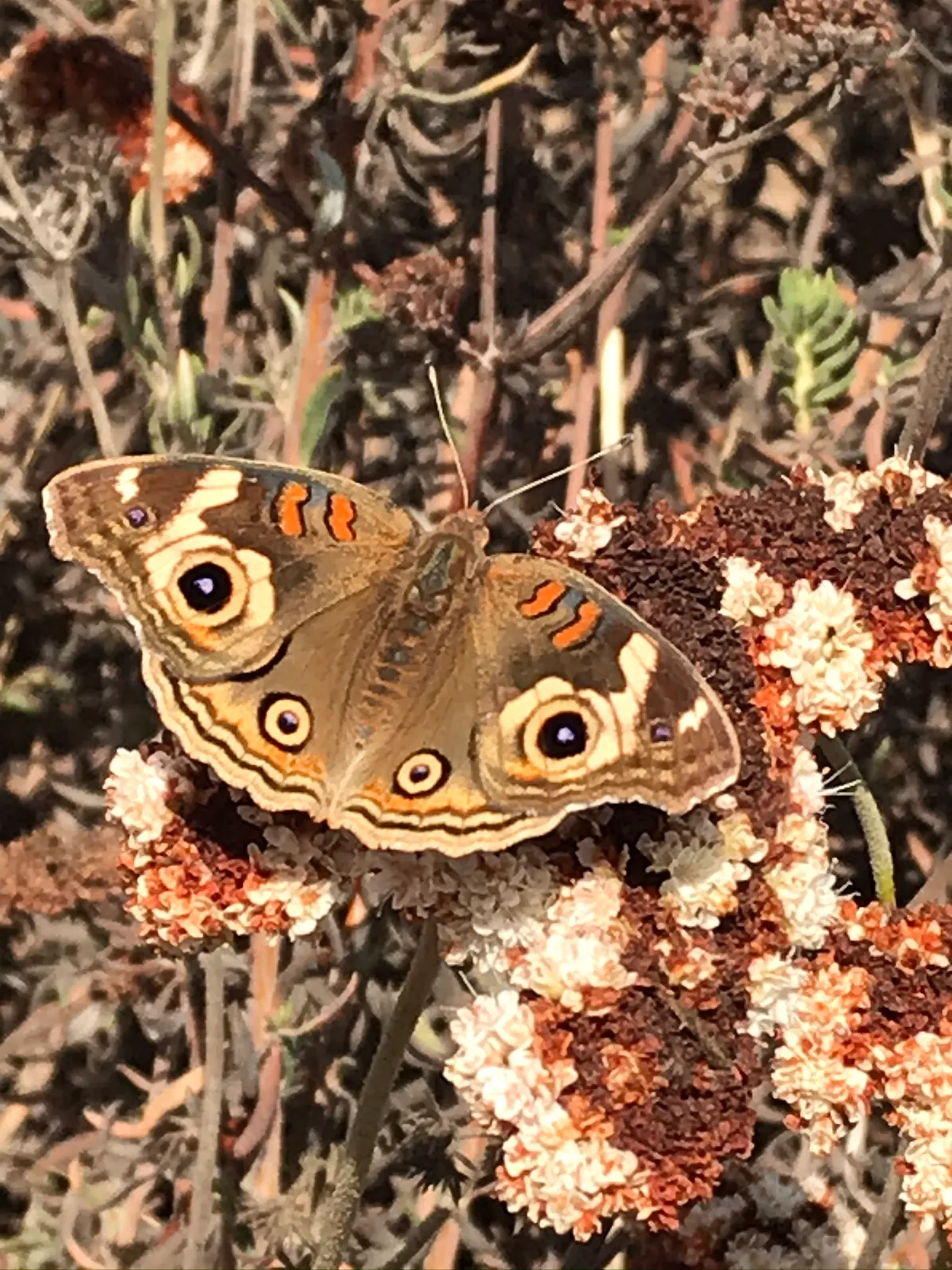 California Buckwheat (Eriogonum Fasciculatum) — consider utilizing it as a foundational plant for native gardens; shrub with pink and white blooms, image 79
