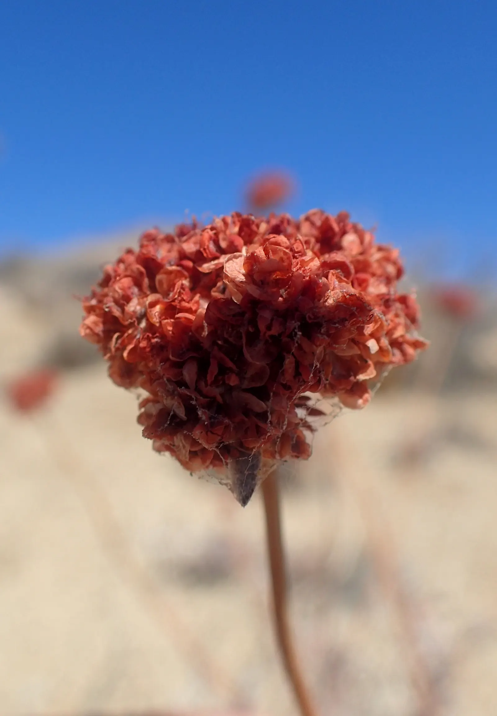 California Buckwheat (Eriogonum Fasciculatum) — shrub with pink and white blooms; eriogonum fasciculatum's water requirement is minimal once, image 115
