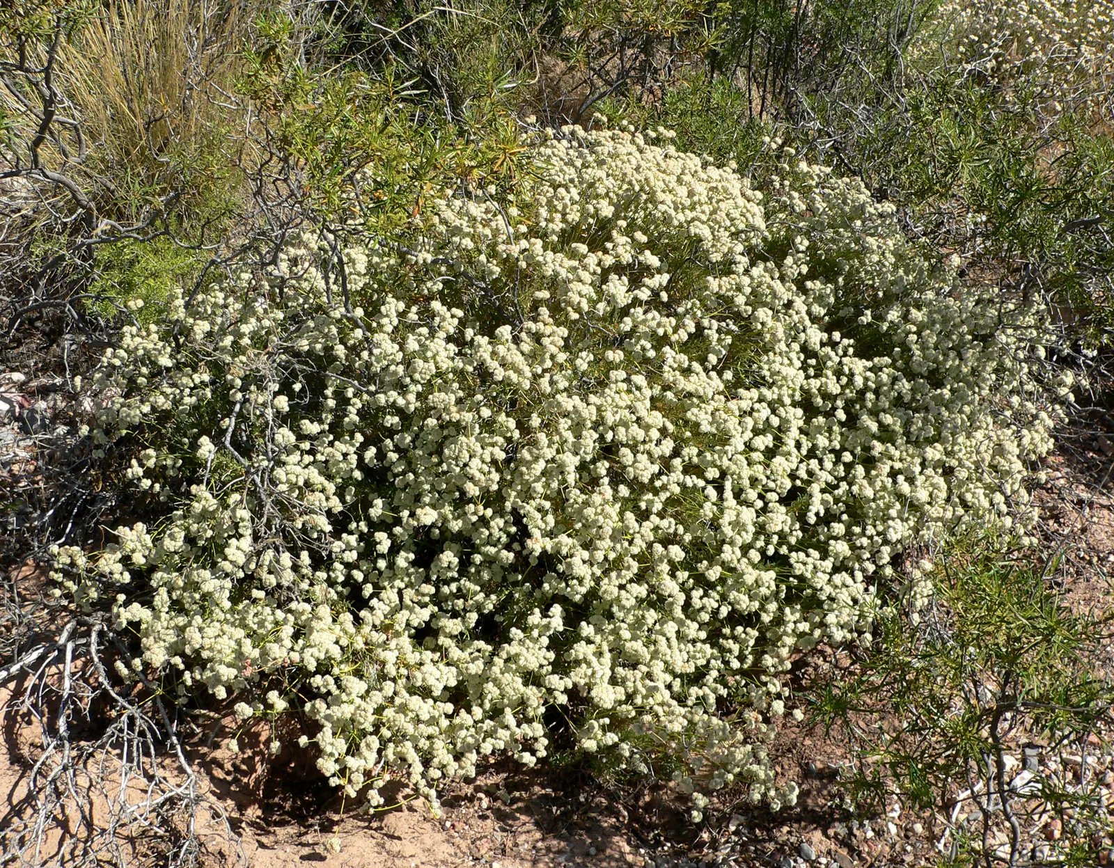 California Buckwheat (Eriogonum Fasciculatum) — adding visual interest and an evolving palette of color