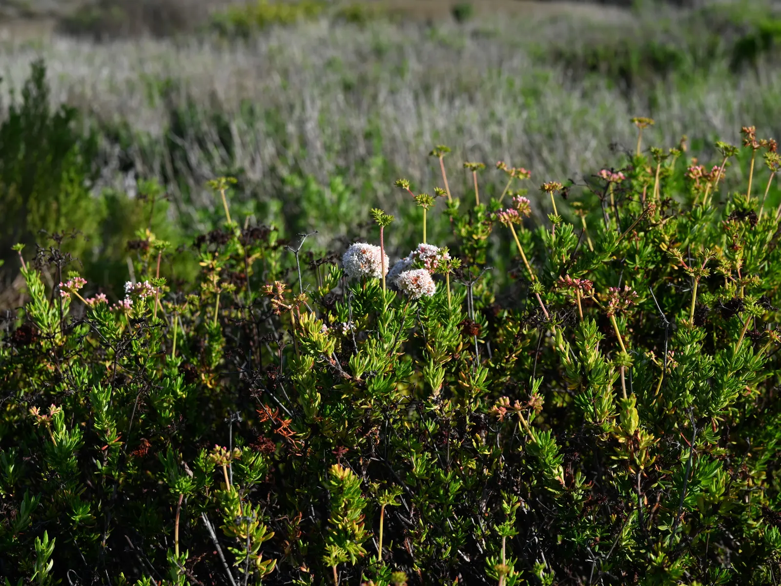 California Buckwheat (Eriogonum Fasciculatum) — reaching heights of 2 to 4 feet and spreading as wide as 4 to 5 feet; drought-tolerant perennial, image 97