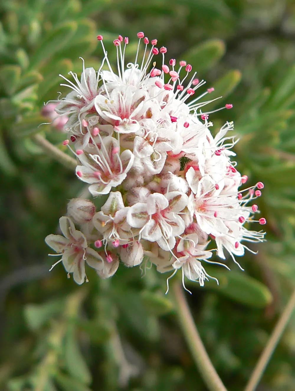 California Buckwheat (Eriogonum Fasciculatum) — are a magnet for a plethora of pollinators