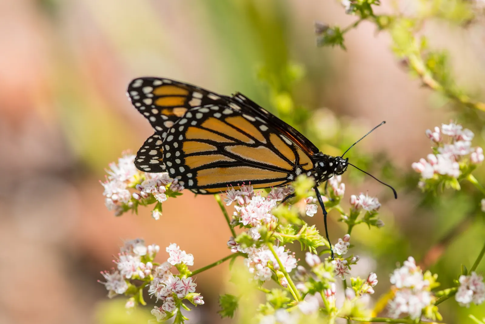 California Buckwheat (Eriogonum Fasciculatum) — shrub for full or half; california Buckwheat is an exceptional choice for creating a sustainable and enchanting
