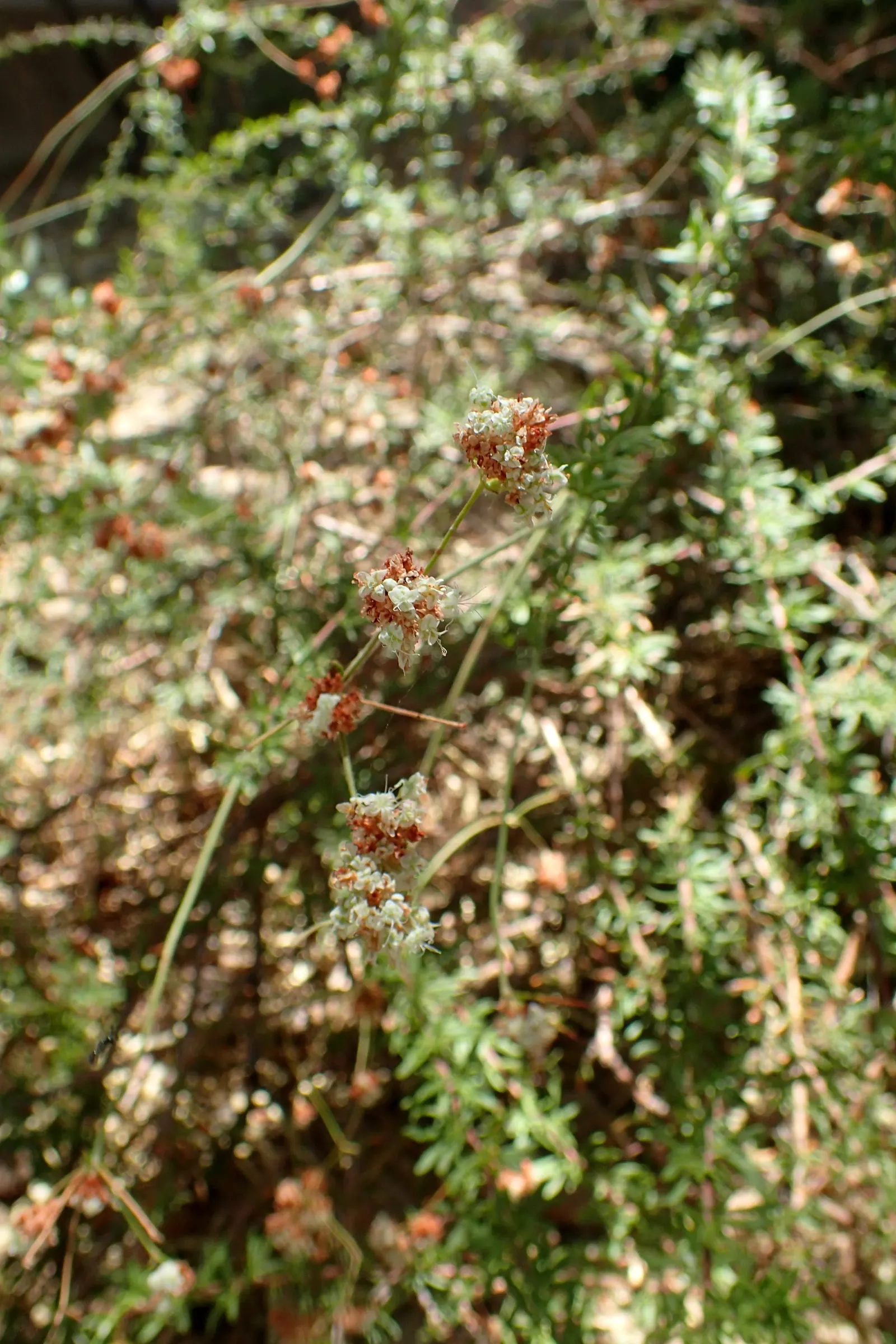 California Buckwheat (Eriogonum Fasciculatum) — is a durable evergreen shrub; evergreen leaves are arranged in tight bundles, image 89