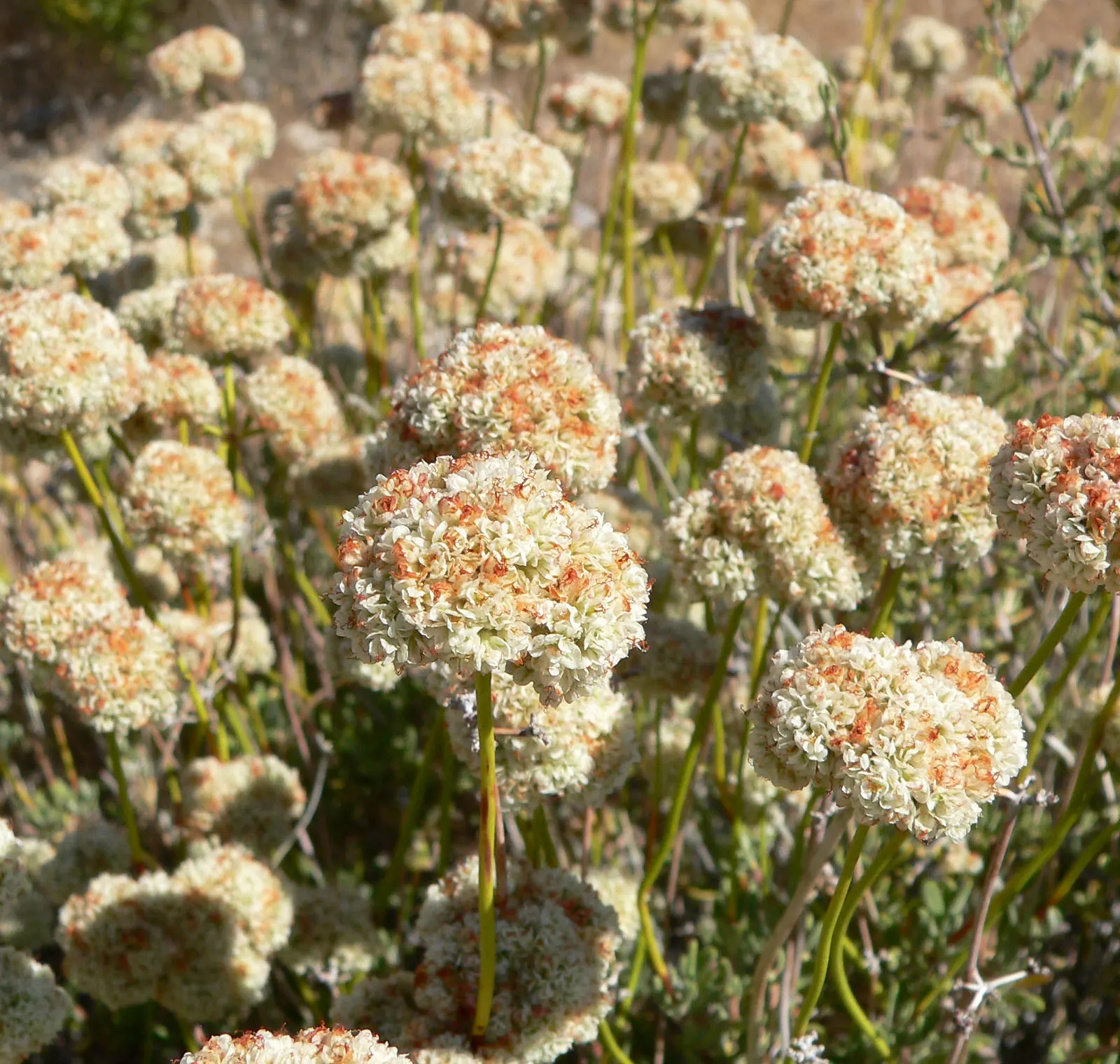 California Buckwheat (Eriogonum Fasciculatum) — is a durable evergreen shrub; evergreen leaves are arranged in tight bundles, image 60
