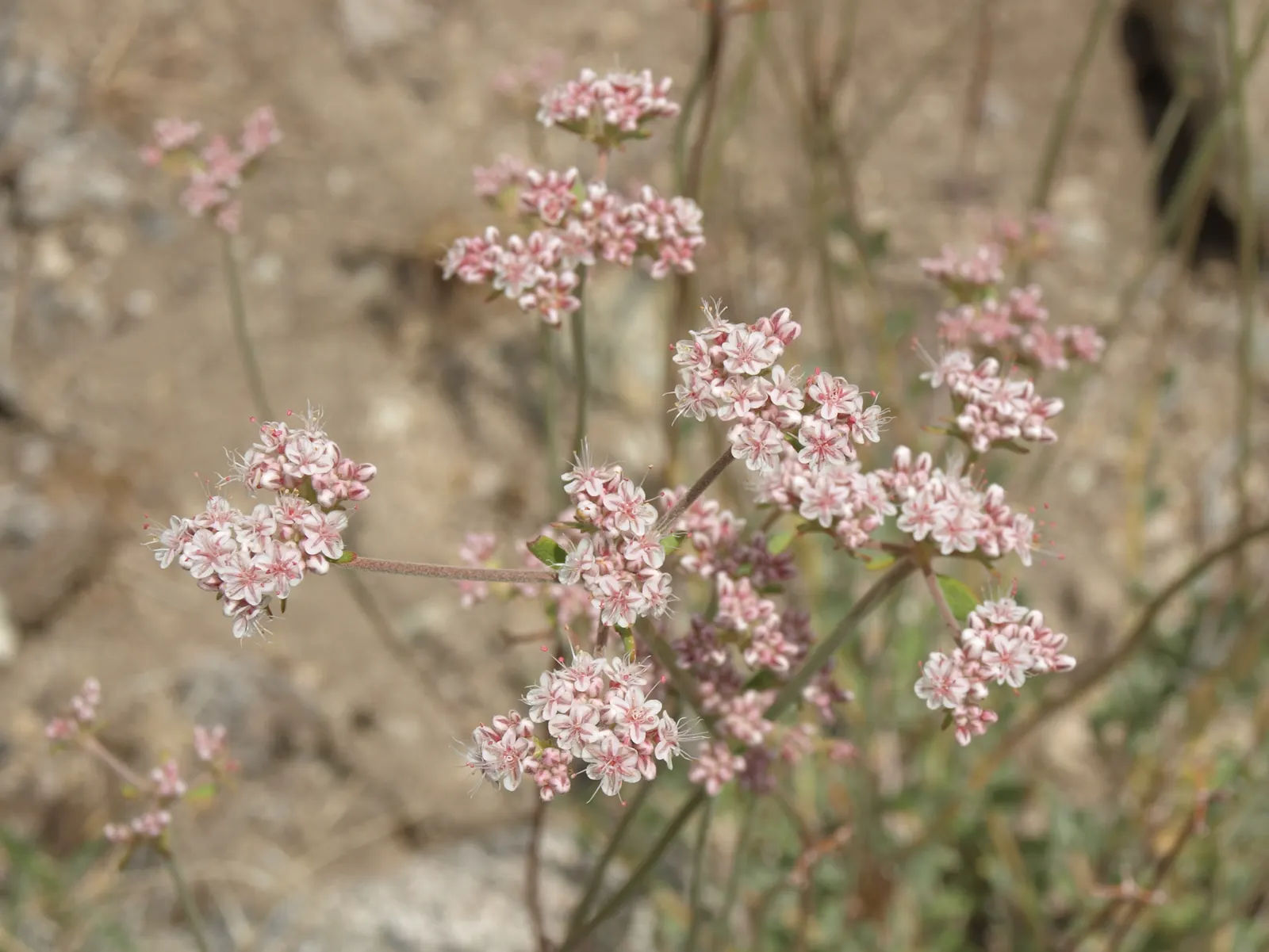 California Buckwheat (Eriogonum Fasciculatum) — and birds.<br><br>Preferring full sun exposure and thriving in well-drained soils; offering excellent ground