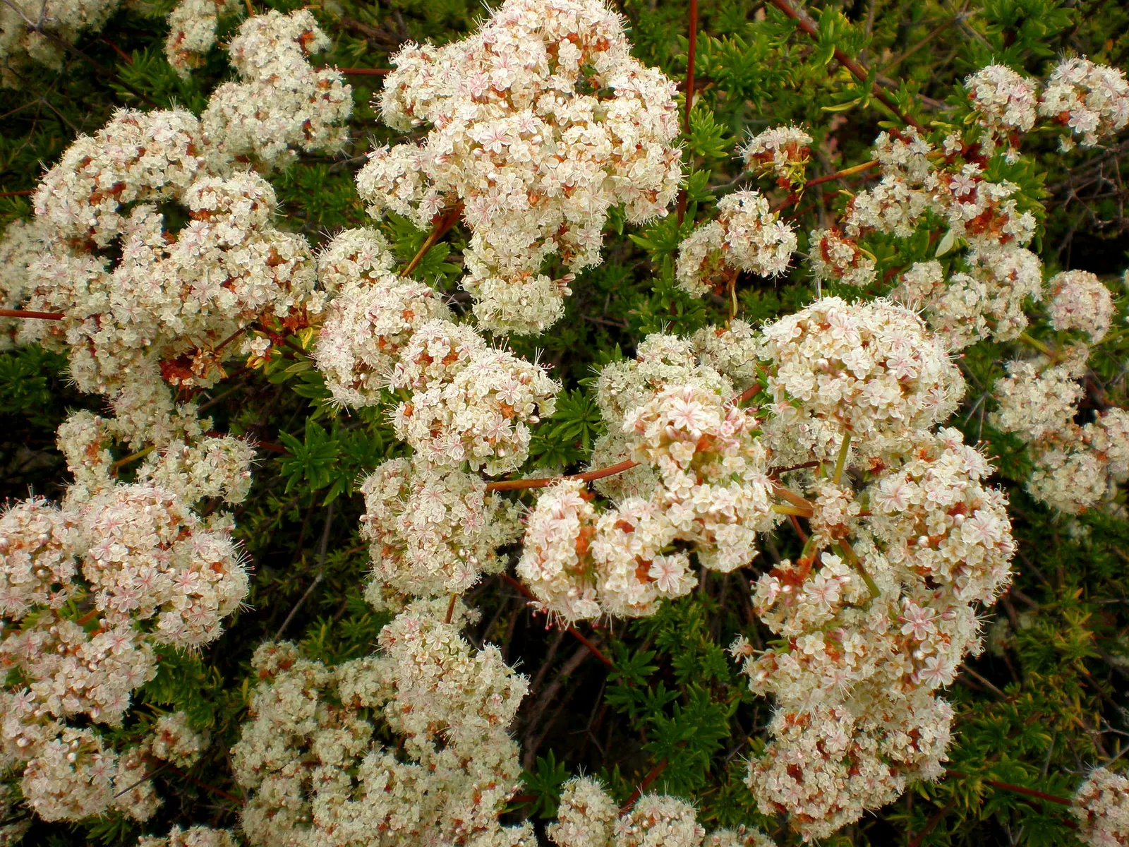 California Buckwheat (Eriogonum Fasciculatum) — Eriogonum fasciculatum's water requirement is minimal once established; showcasing cream to pale, image 77