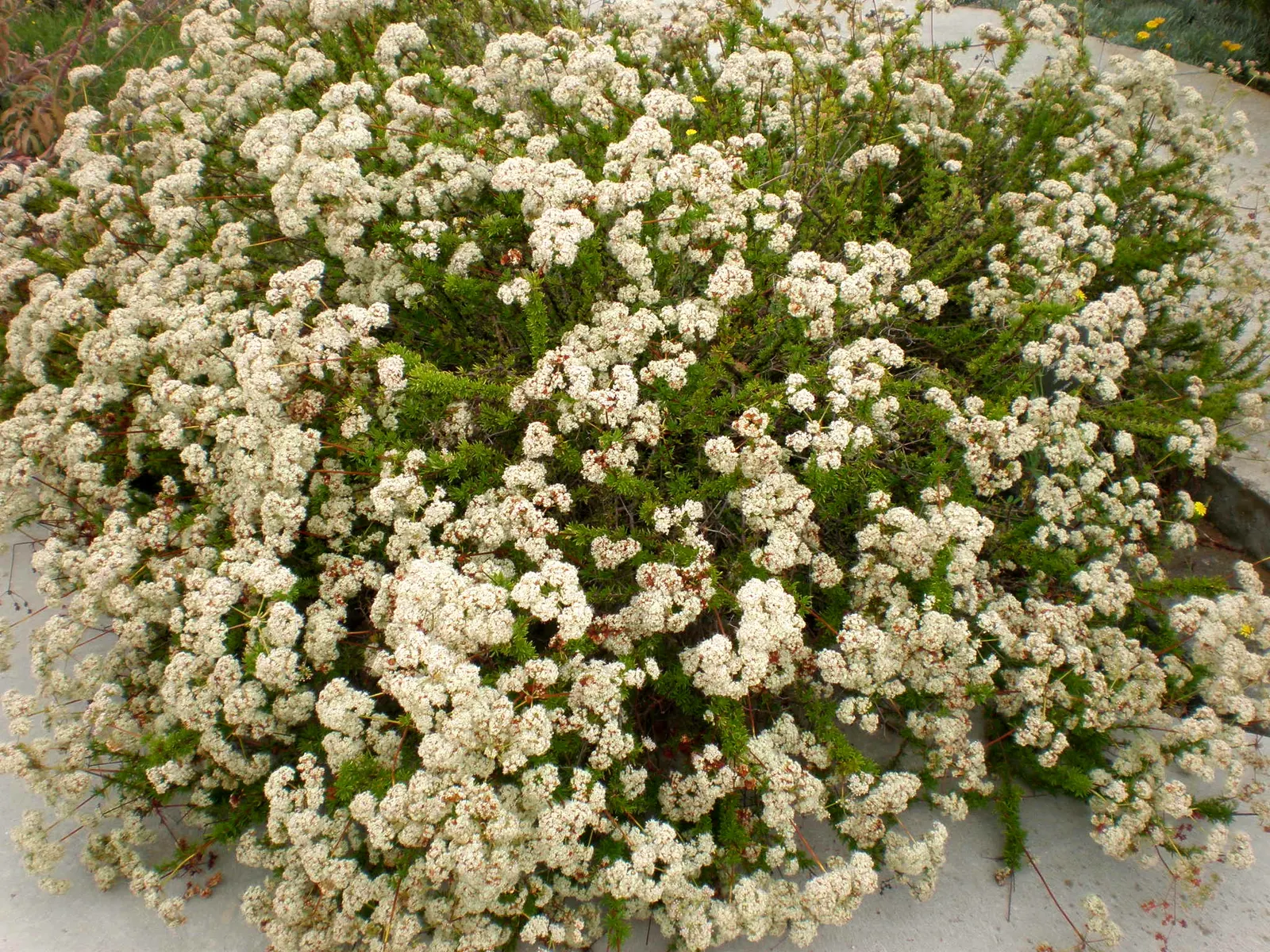 California Buckwheat (Eriogonum Fasciculatum) — commonly known as California Buckwheat; it features clusters of white to pink flowers, which bloom, image 88