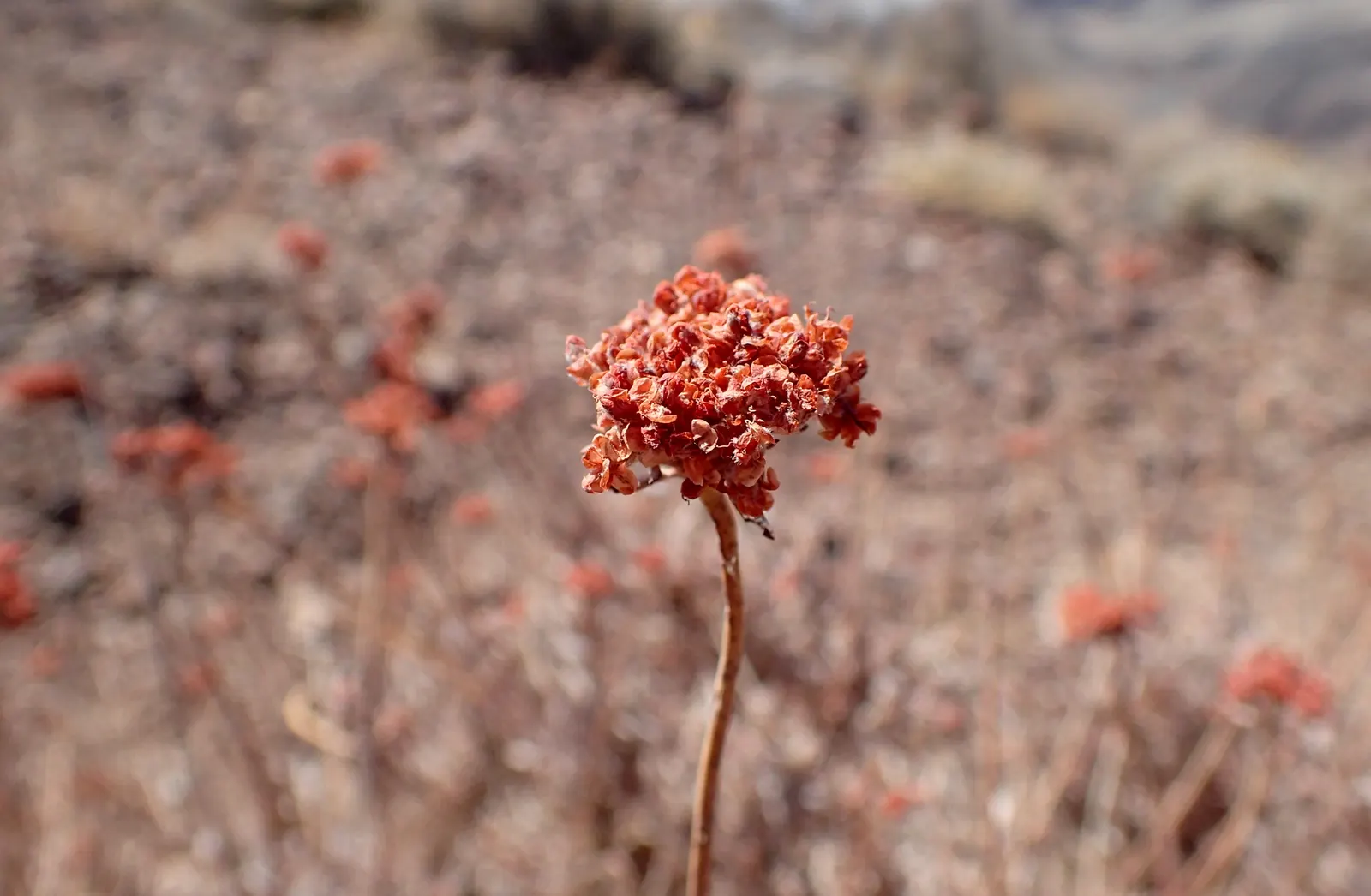 California Buckwheat (Eriogonum Fasciculatum) — growing up to 0.5 inches across