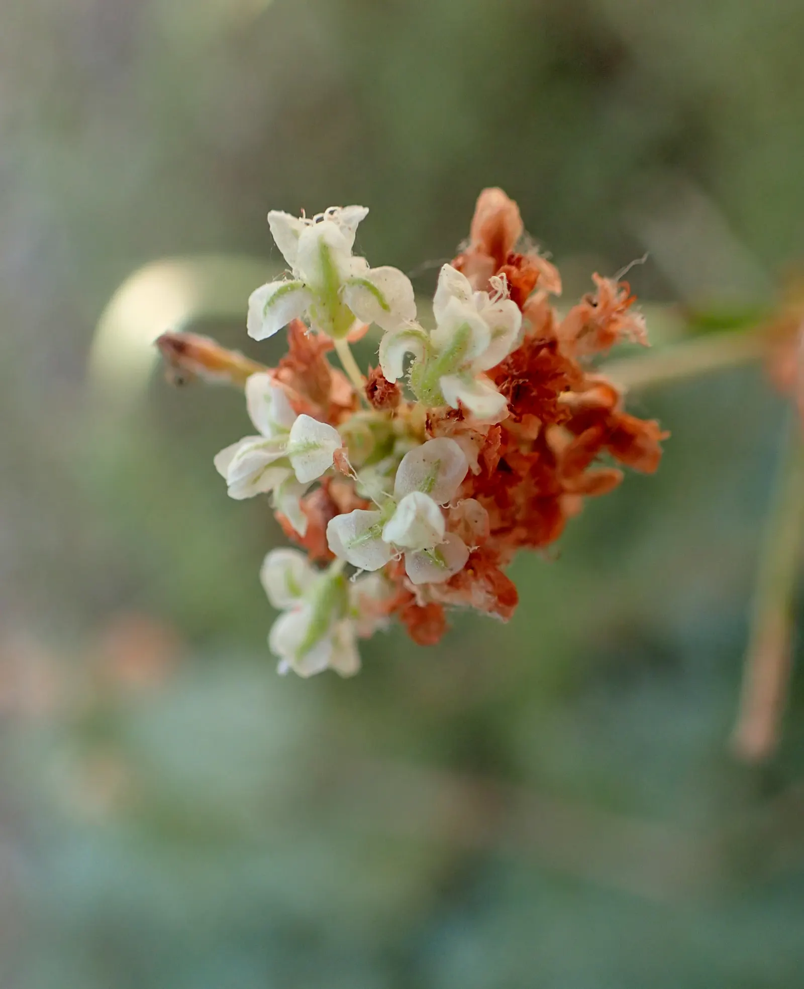 California Buckwheat (Eriogonum Fasciculatum) — are a magnet for a plethora of pollinators; shrub for full or half, image 104