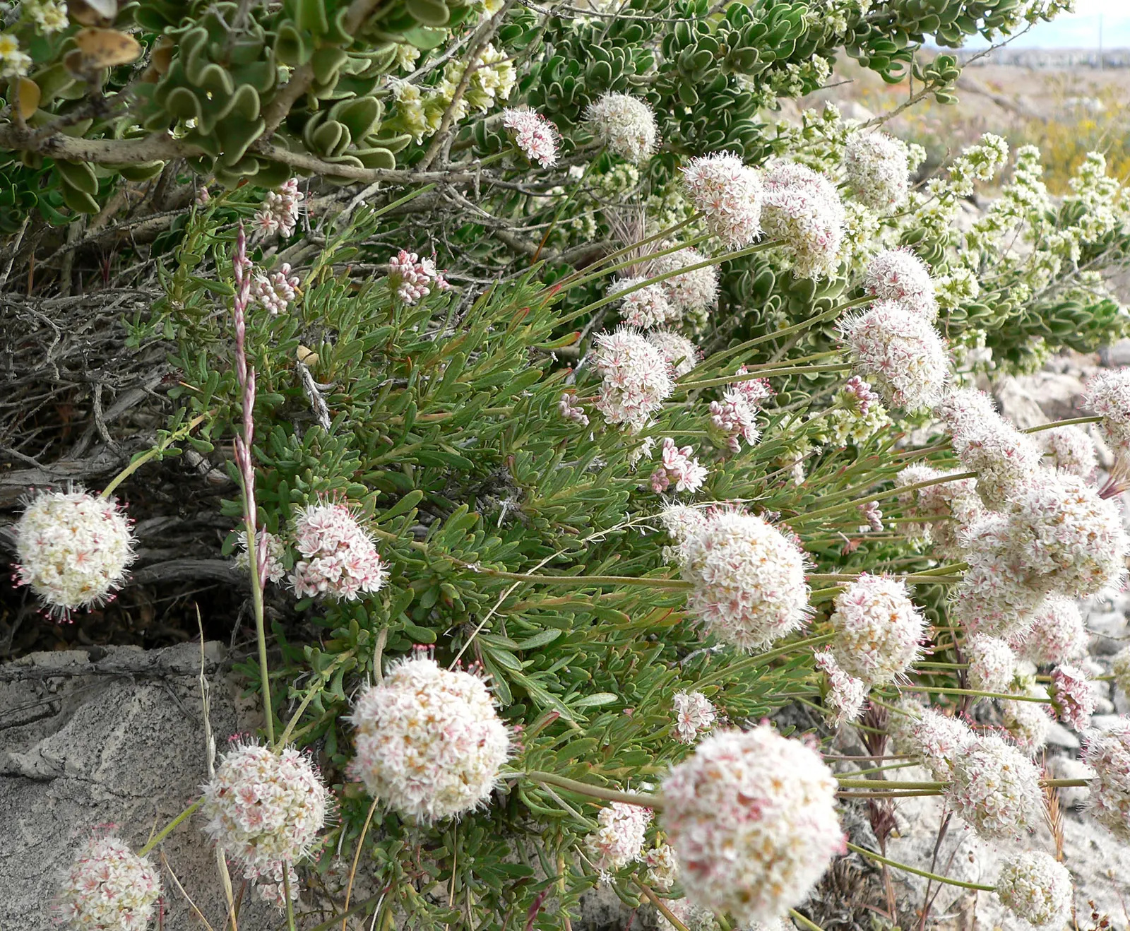 California Buckwheat (Eriogonum Fasciculatum) — consider utilizing it as a foundational plant for native gardens; shrub with pink and white blooms, image 108