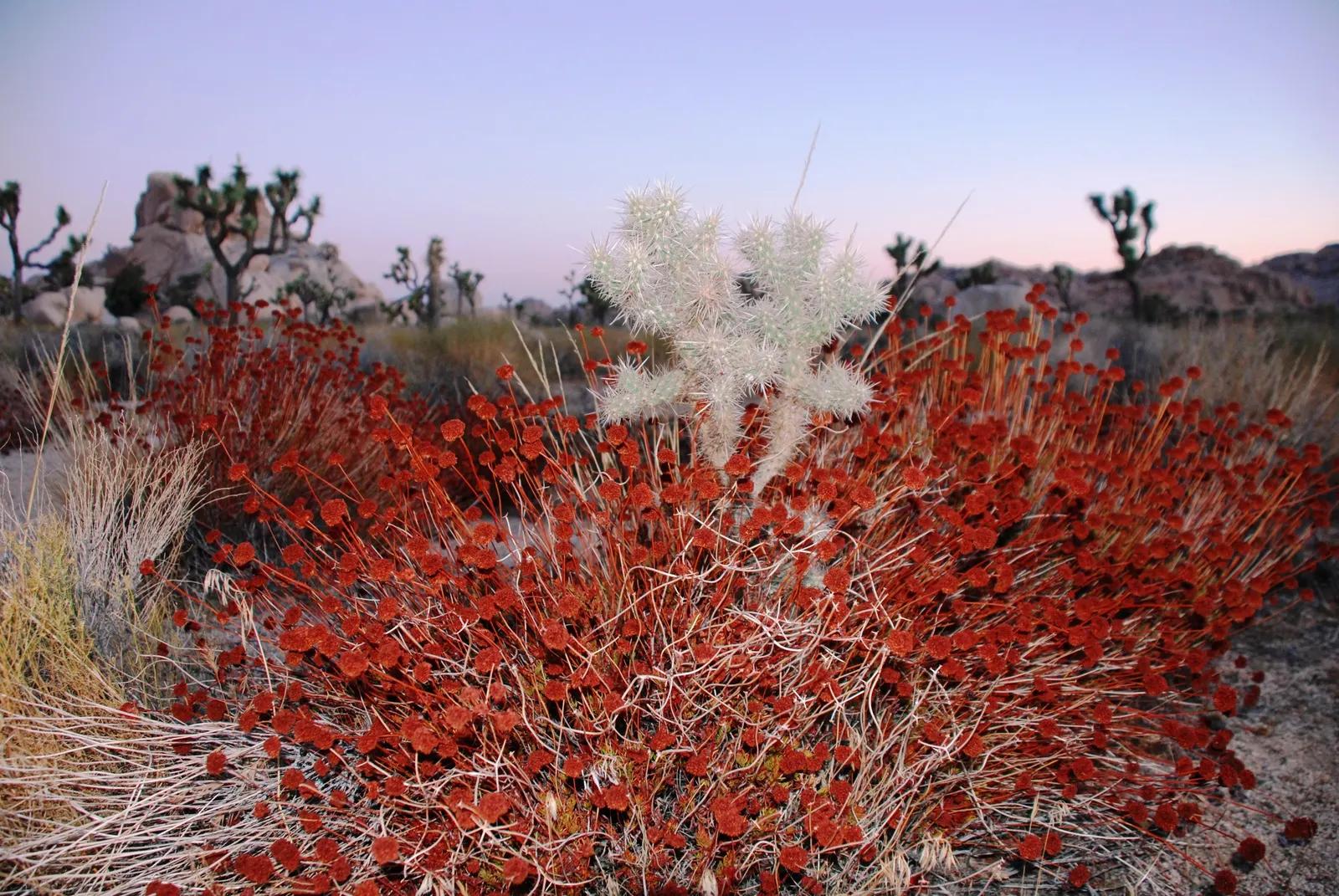 California Buckwheat (Eriogonum Fasciculatum) — is a durable evergreen shrub