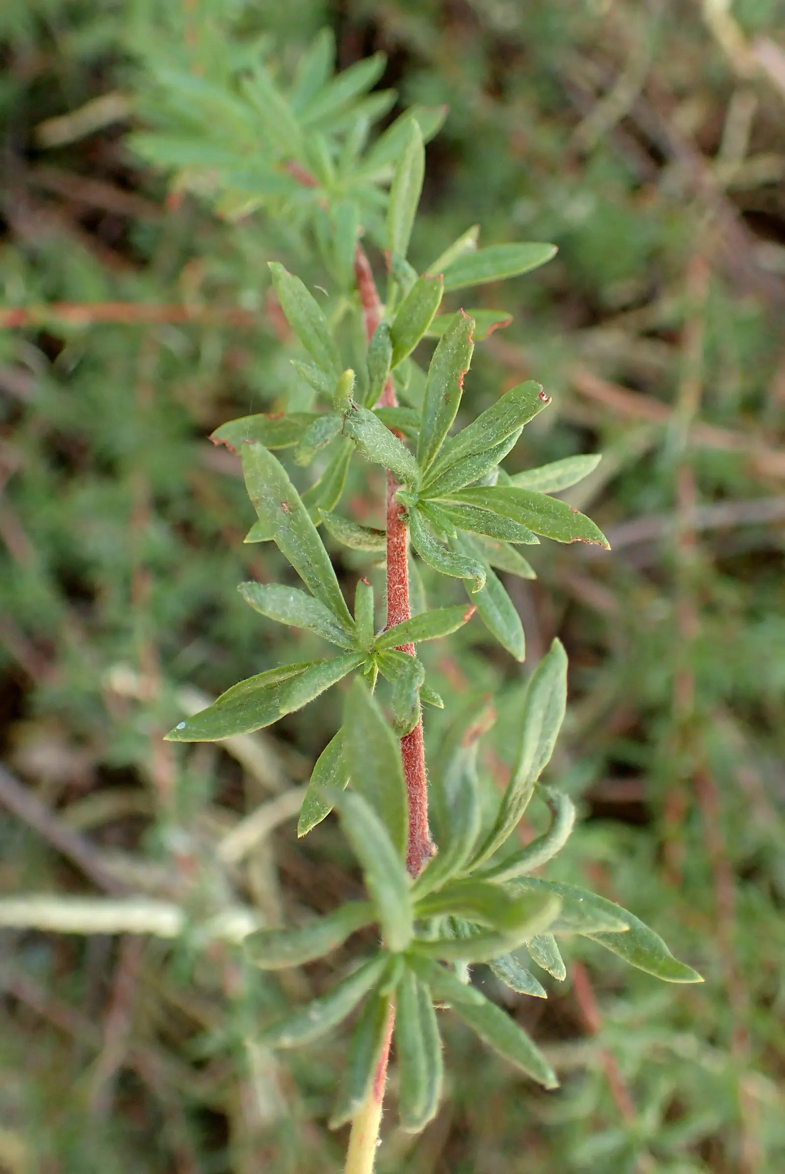 California Buckwheat (Eriogonum Fasciculatum) — drought-tolerant perennial establishes itself with ease; is a durable evergreen shrub