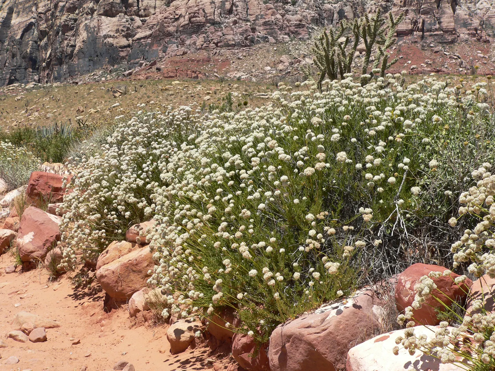 California Buckwheat (Eriogonum Fasciculatum) — It features clusters of white to pink flowers, which bloom from June to October, attracting, image 62