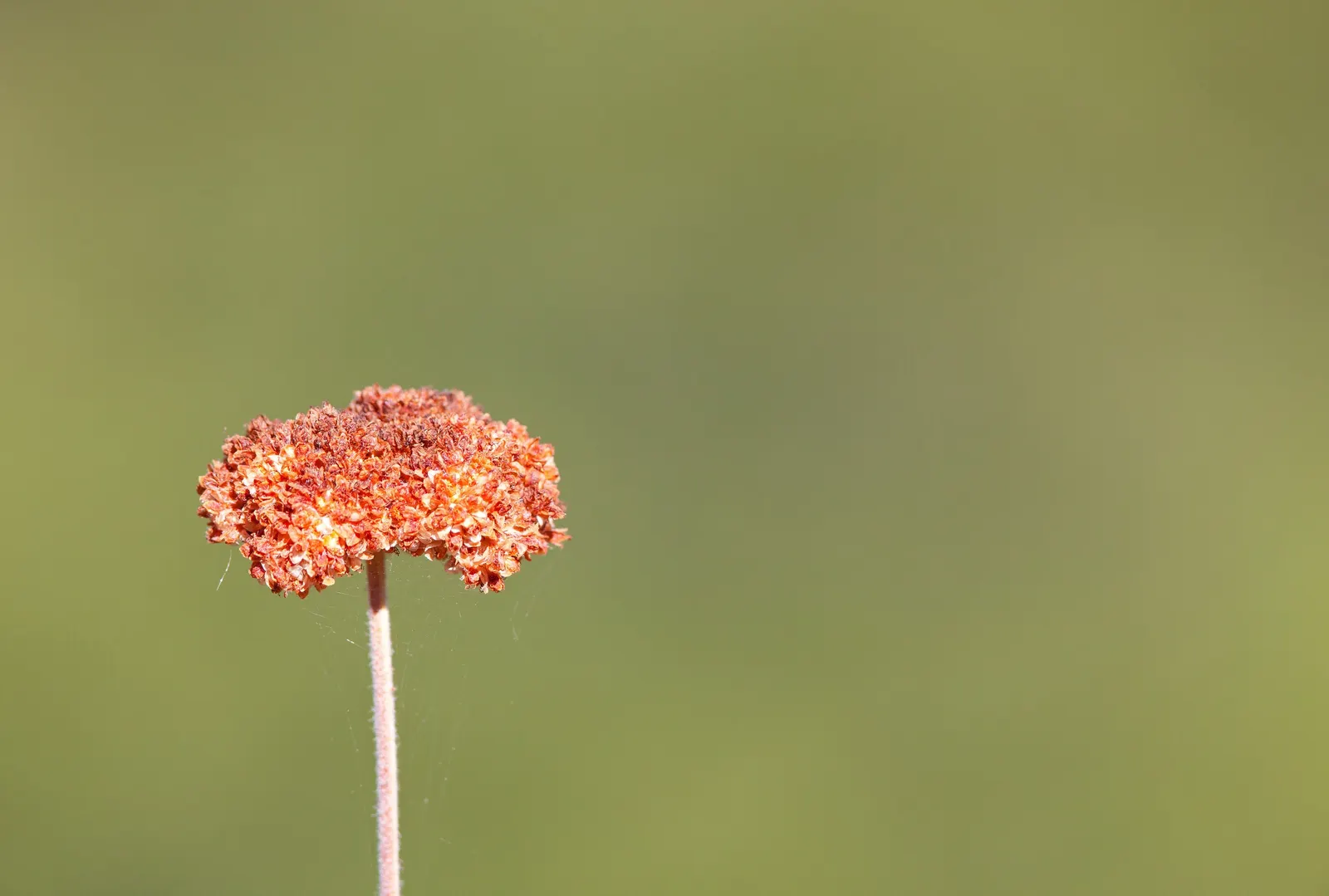 California Buckwheat (Eriogonum Fasciculatum) — scientifically known as Eriogonum fasciculatum