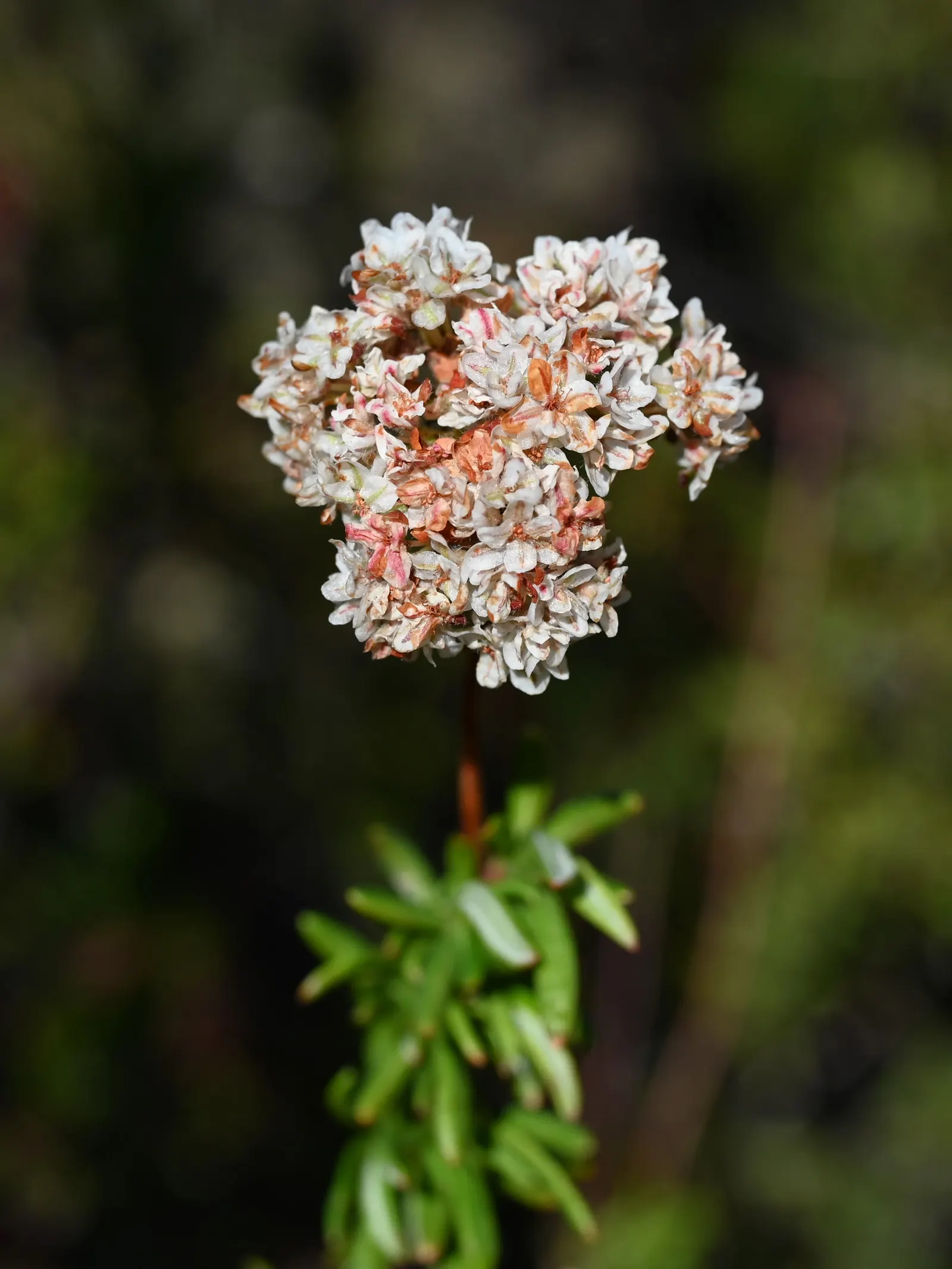 California Buckwheat (Eriogonum Fasciculatum) — adding visual interest and an evolving palette of color, image 102