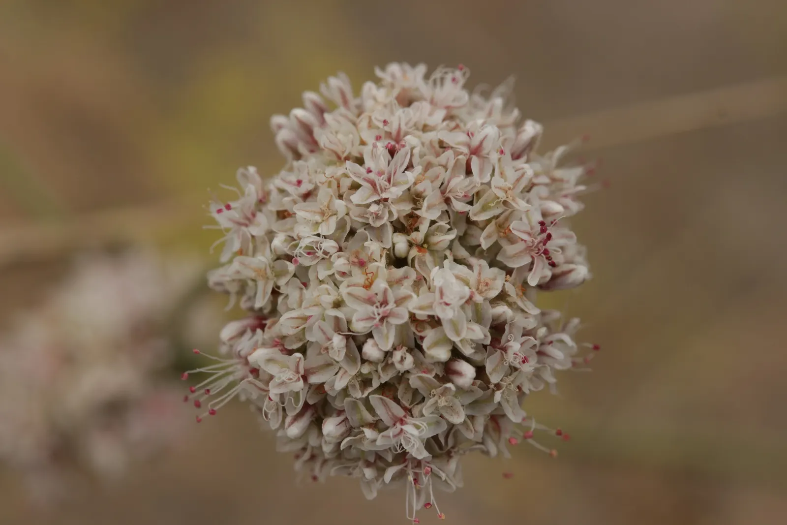 California Buckwheat (Eriogonum Fasciculatum) — or as a resilient border that invites local fauna