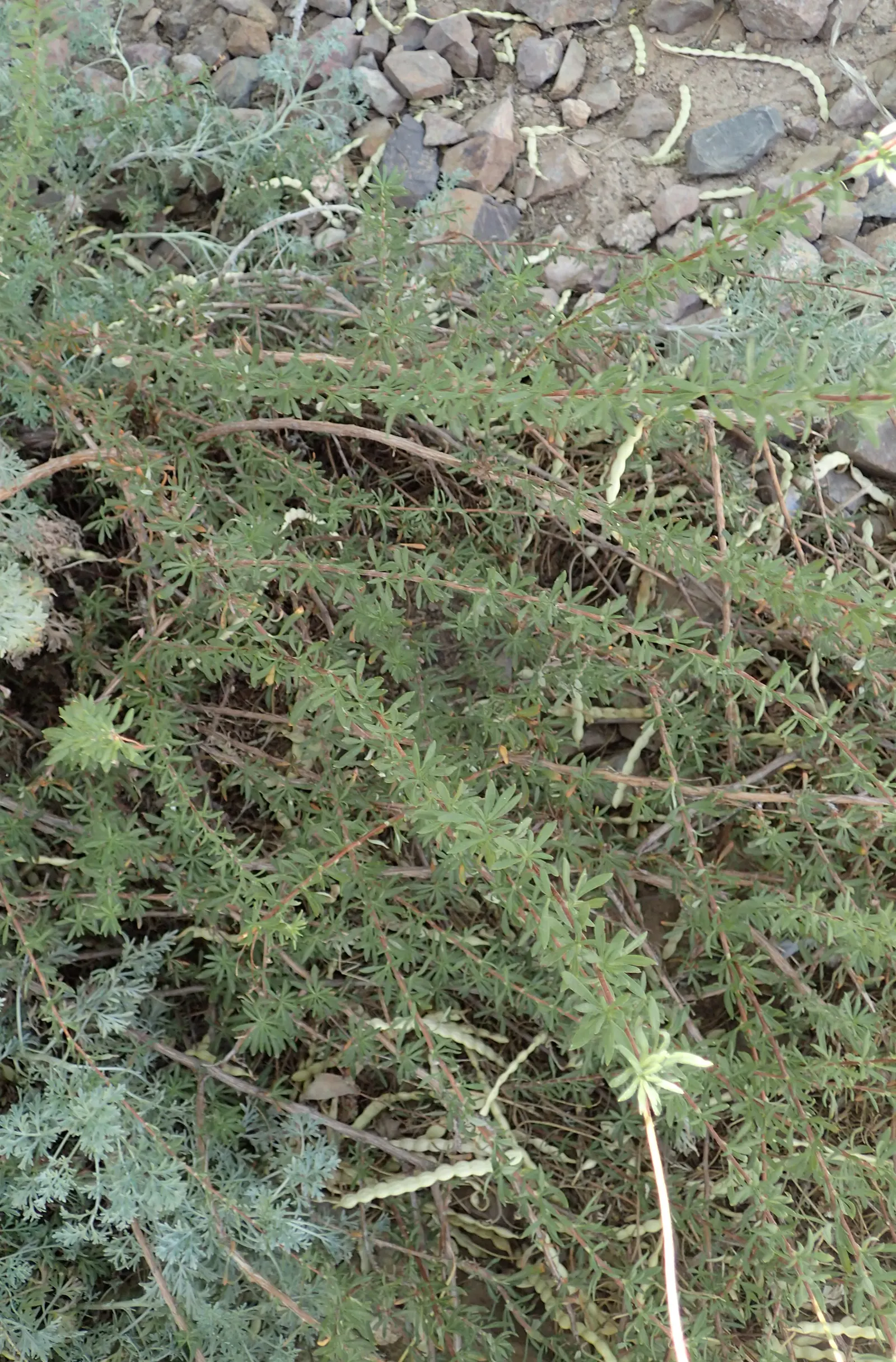 California Buckwheat (Eriogonum Fasciculatum) — reaching heights of 2 to 4 feet and spreading as wide as 4 to 5 feet