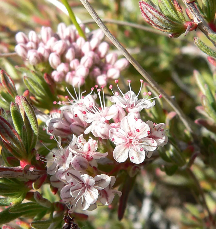 California Buckwheat (Eriogonum Fasciculatum) — is a durable evergreen shrub; evergreen leaves are arranged in tight bundles, image 118
