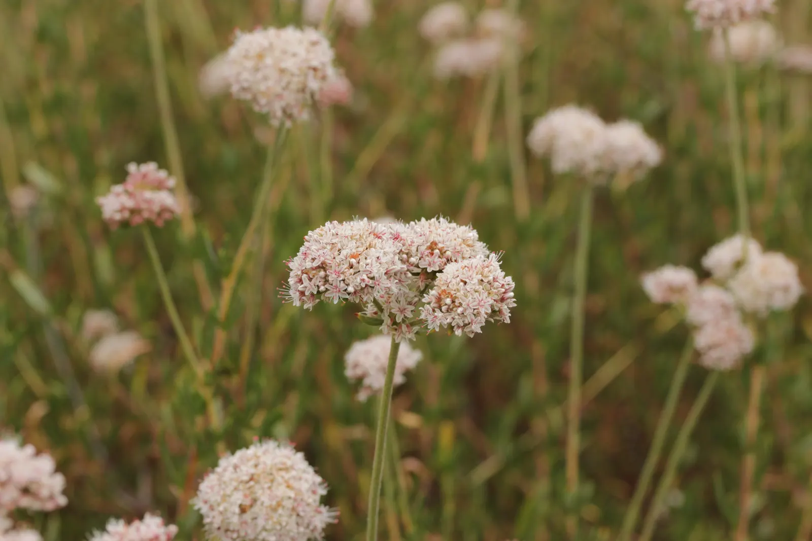 California Buckwheat (Eriogonum Fasciculatum) — evergreen leaves are arranged in tight bundles; growing up to 0.5 inches across