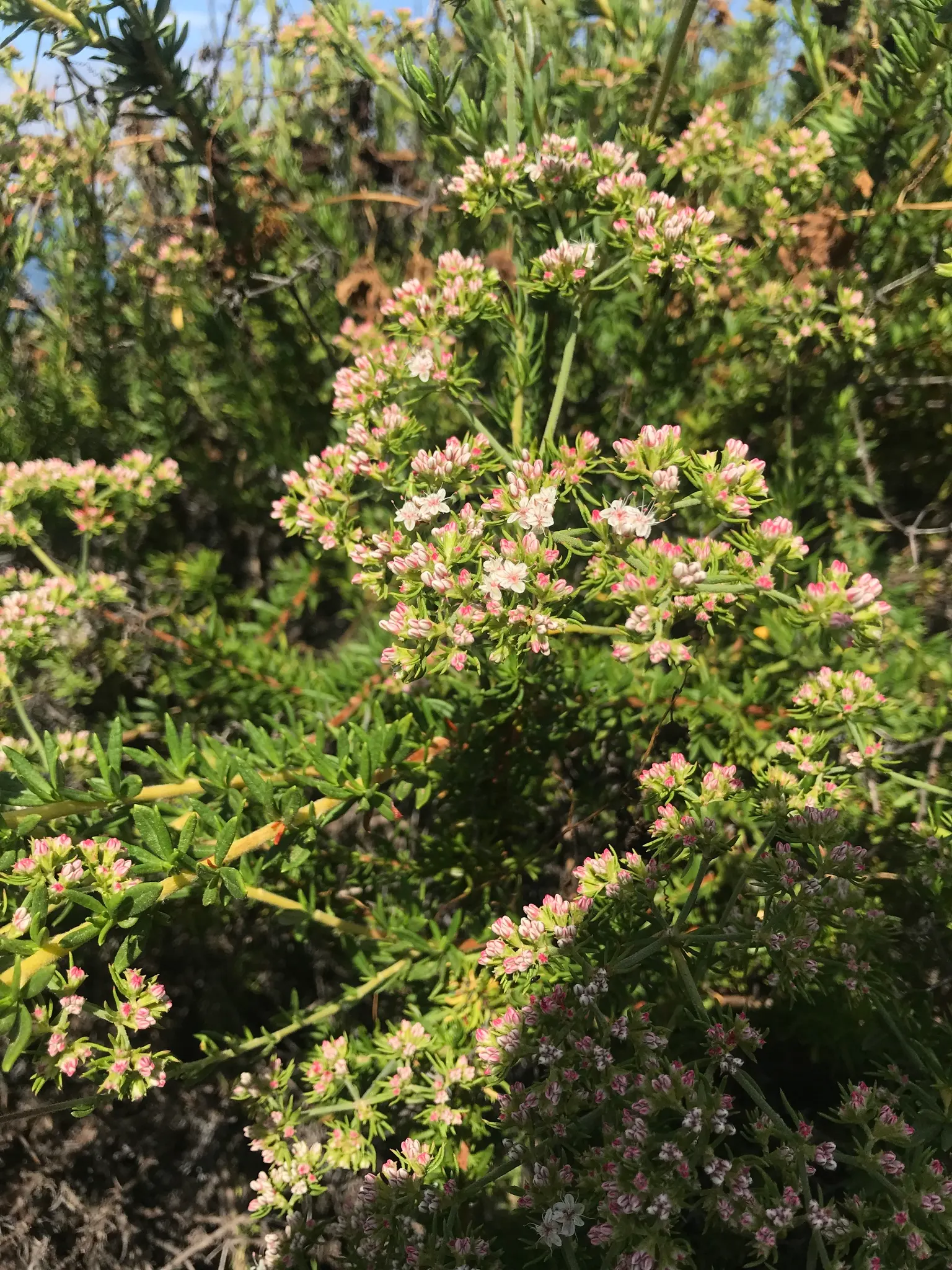California Buckwheat (Eriogonum Fasciculatum) — With its ecological benefits and low maintenance; pink and white flowers in the garden