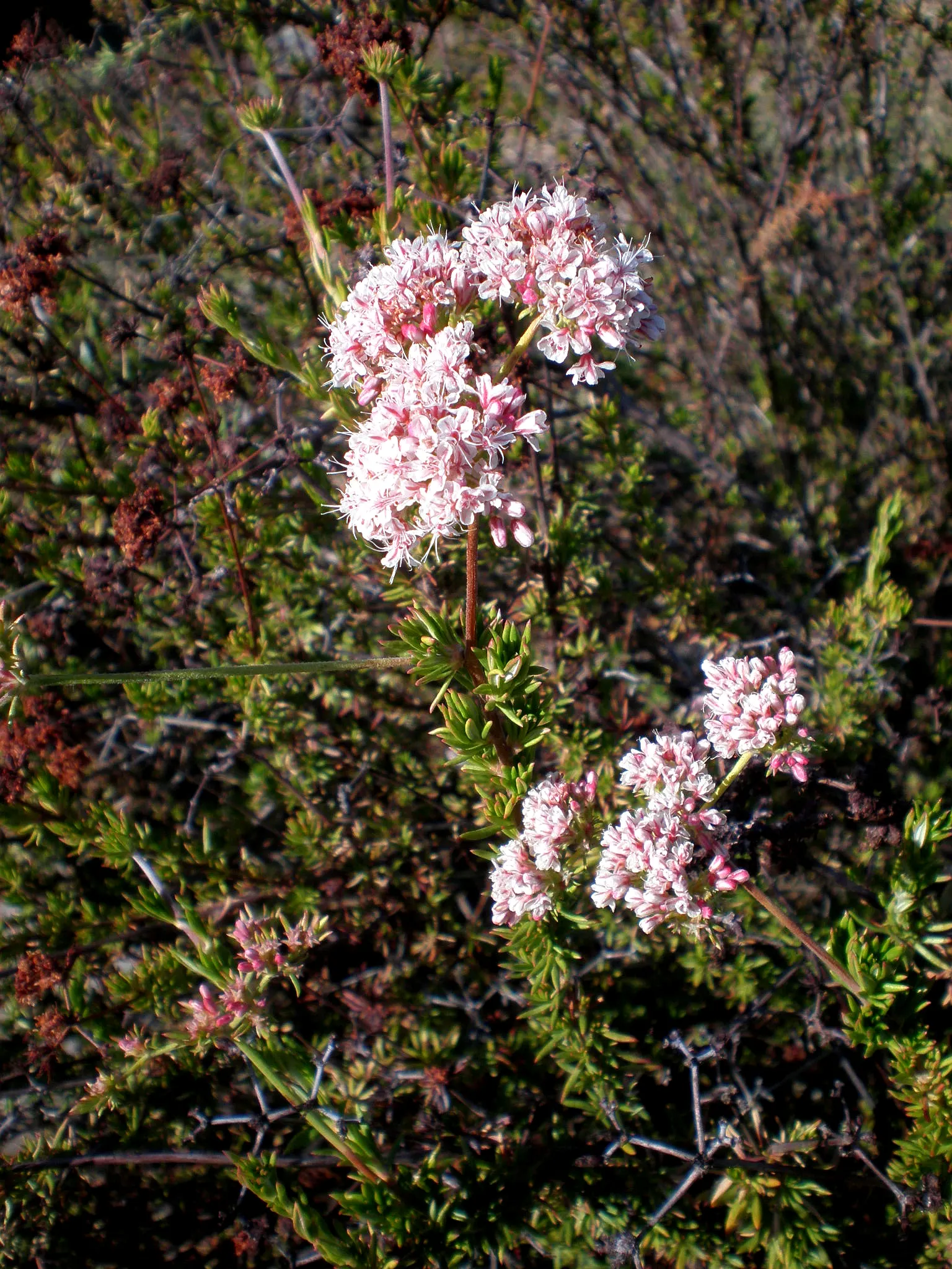 California Buckwheat (Eriogonum Fasciculatum) — aligning perfectly with water-wise landscaping principles; consider utilizing it as a foundational plant for