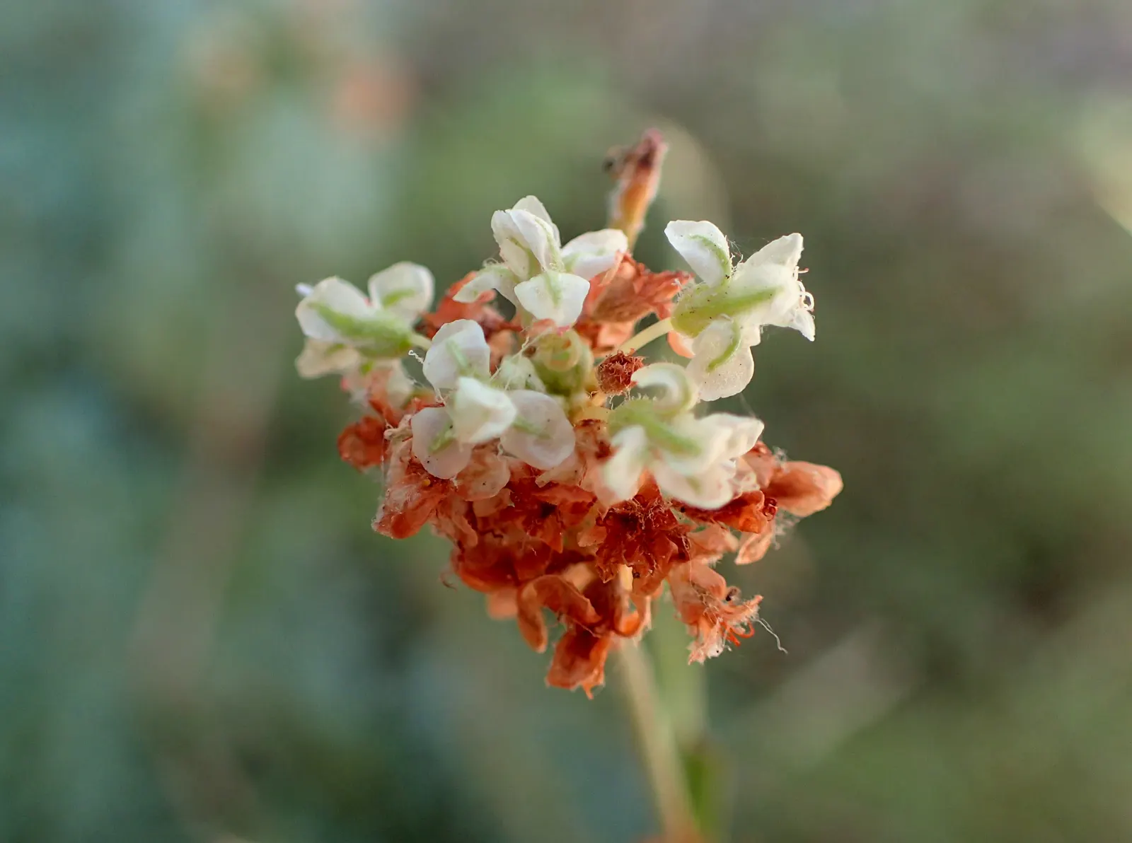 California Buckwheat (Eriogonum Fasciculatum) — in mass plantings for erosion control; it typically reaches 2-3 feet in height and spreads 4-5 feet, image 80
