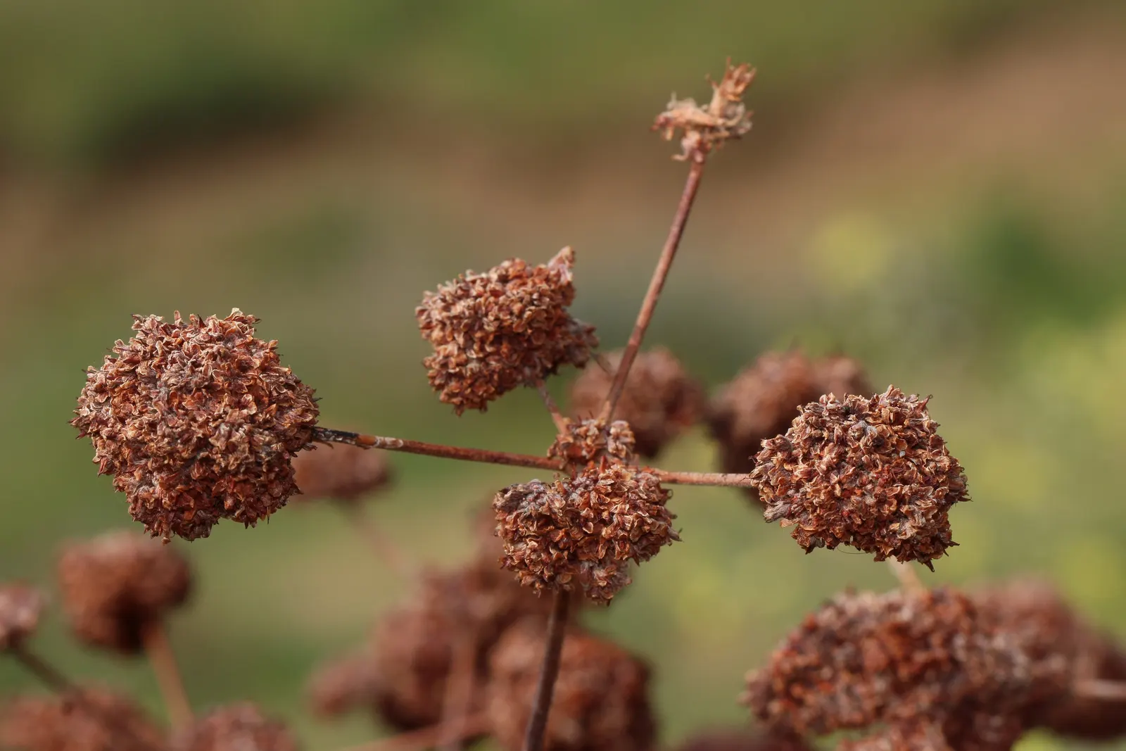 California Buckwheat (Eriogonum Fasciculatum) — aligning perfectly with water-wise landscaping principles; consider utilizing it as a foundational, image 78